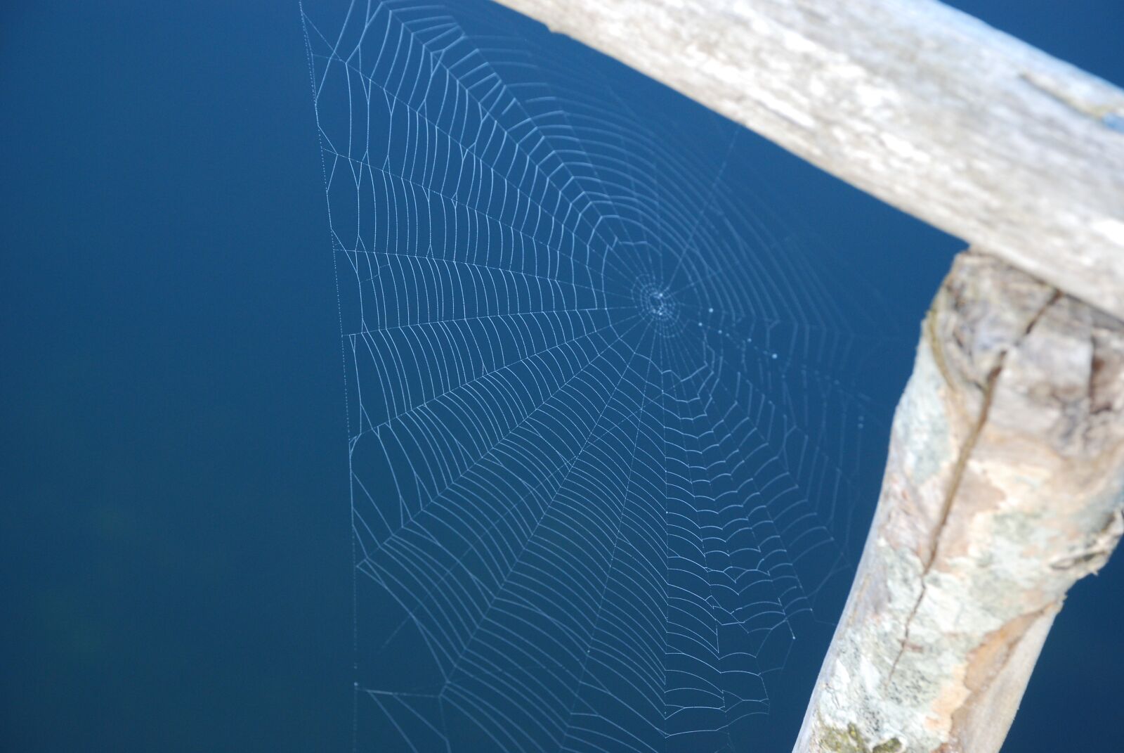 Nikon D80 sample photo. Cobwebs, bridge, water photography