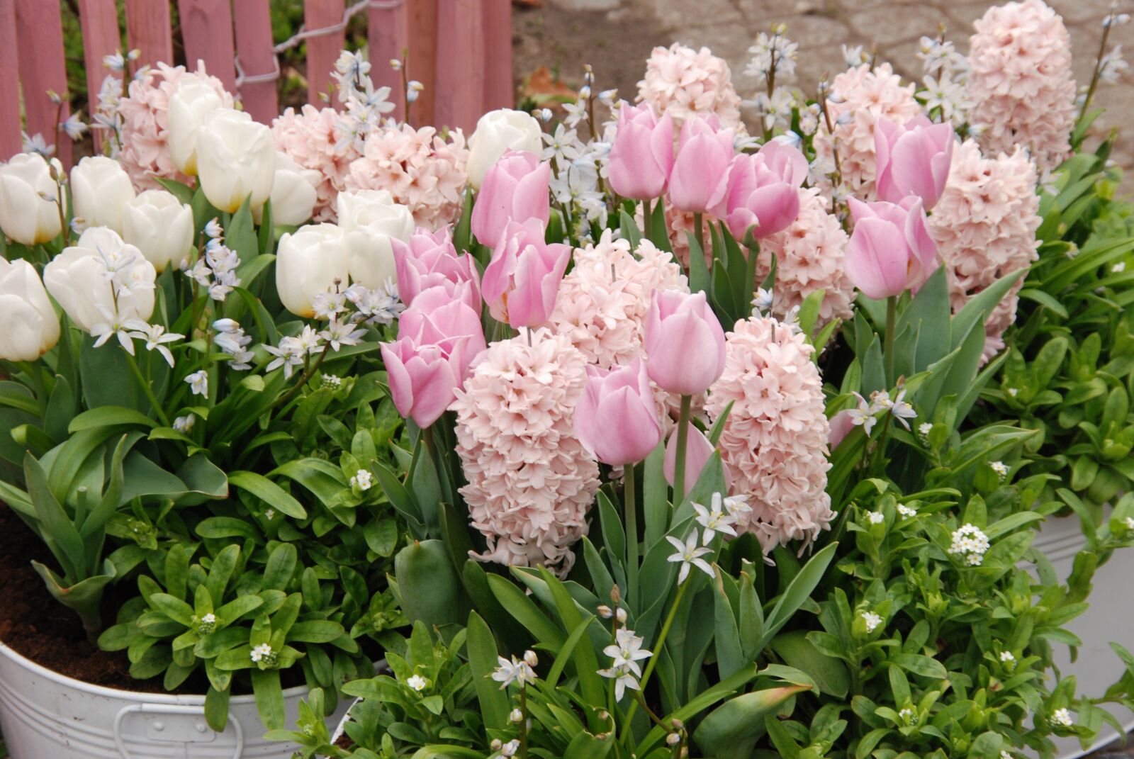 Nikon D80 sample photo. Tulip, spring, flora photography