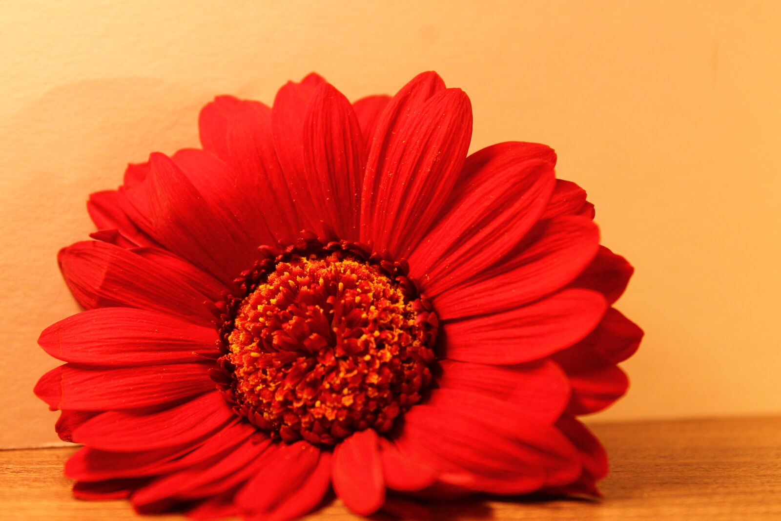 Canon EOS 1100D (EOS Rebel T3 / EOS Kiss X50) sample photo. Flower, red, wood photography