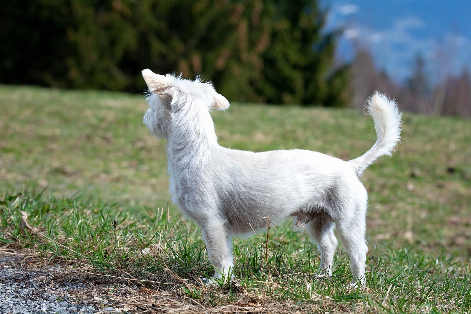 Nikon D7100 sample photo. Dog, white, small photography