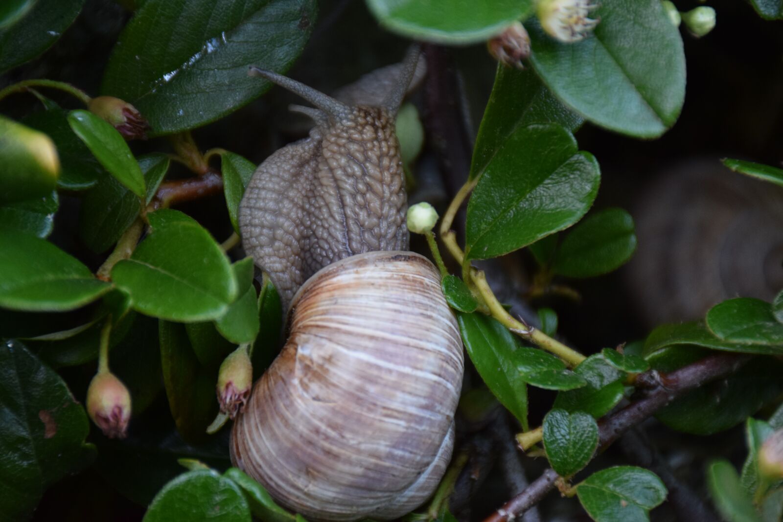 Nikon D5300 sample photo. Snail, animal, nature photography