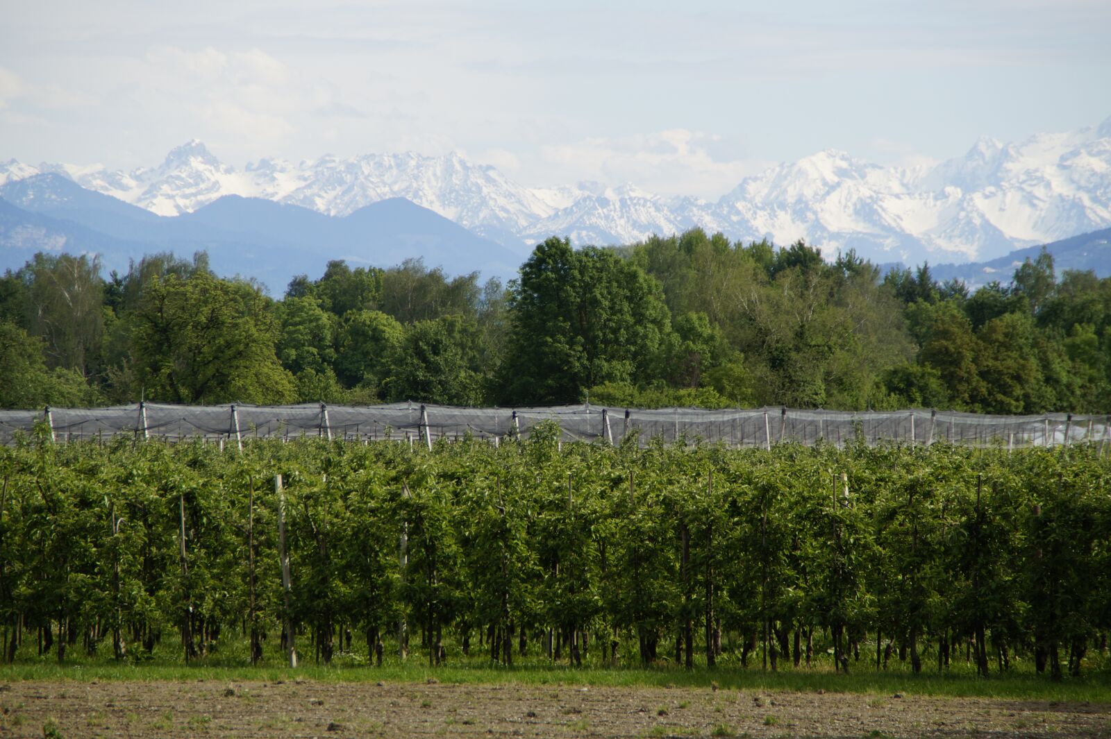 Sony SLT-A58 sample photo. Upper swabia, fruit growing photography
