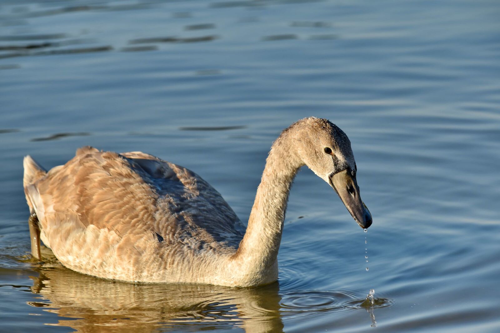 Nikon D5500 sample photo. Beak, grey, migration, swan photography