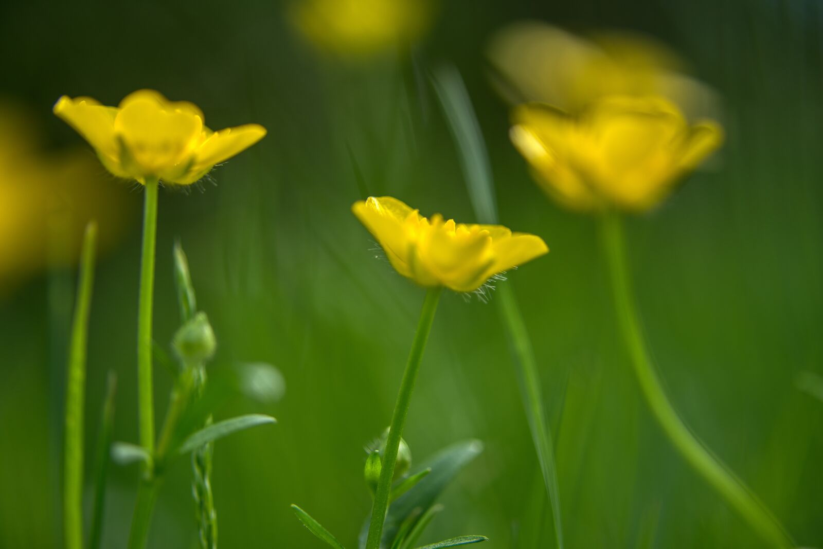 Nikon D750 sample photo. Buttercup, yellow, blossom photography