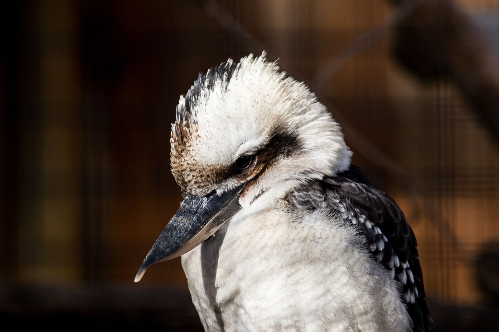 Canon EF-S 55-250mm F4-5.6 IS STM sample photo. Bird, animal, animal world photography