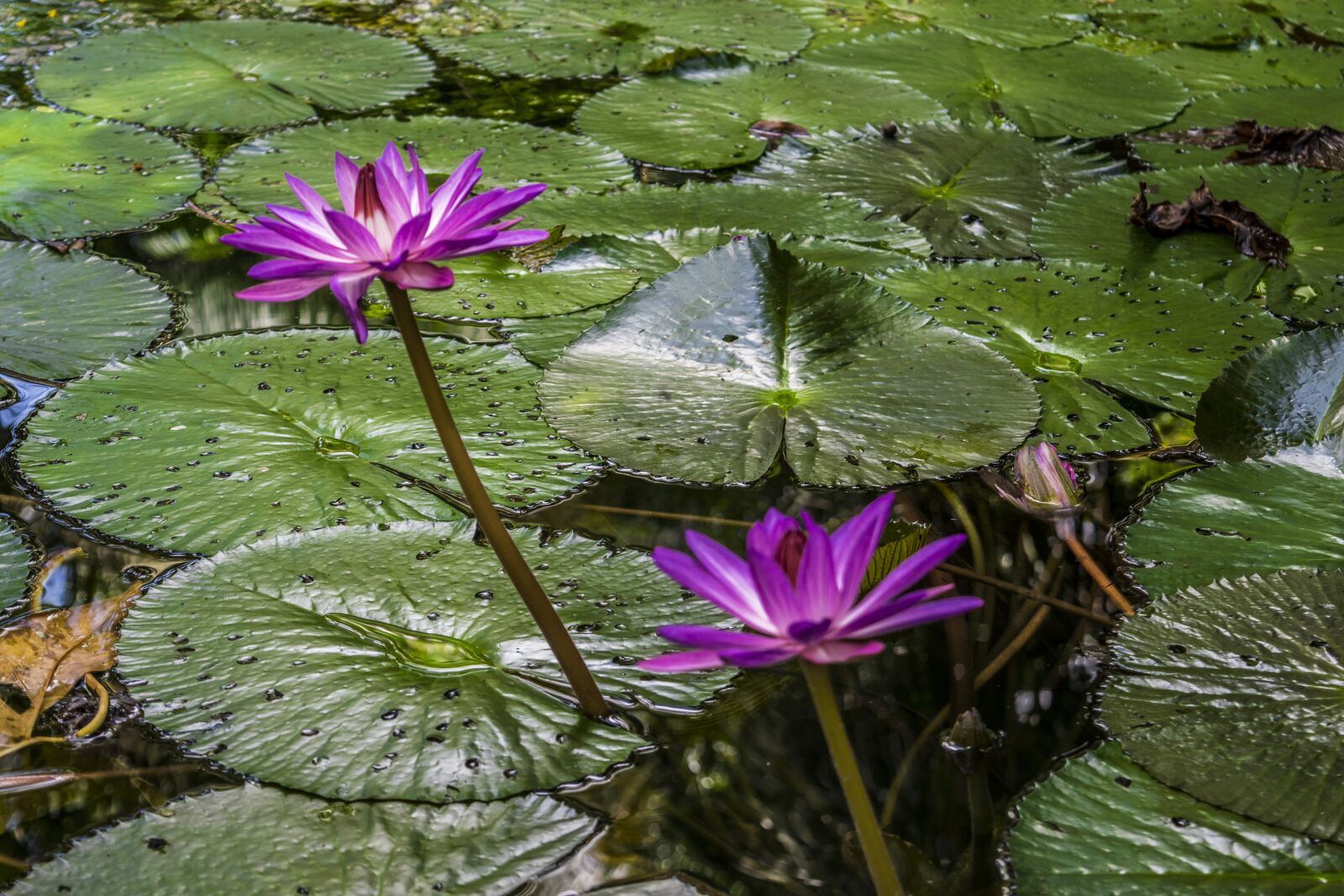 Nikon D5300 sample photo. Flower, flowers, nature photography