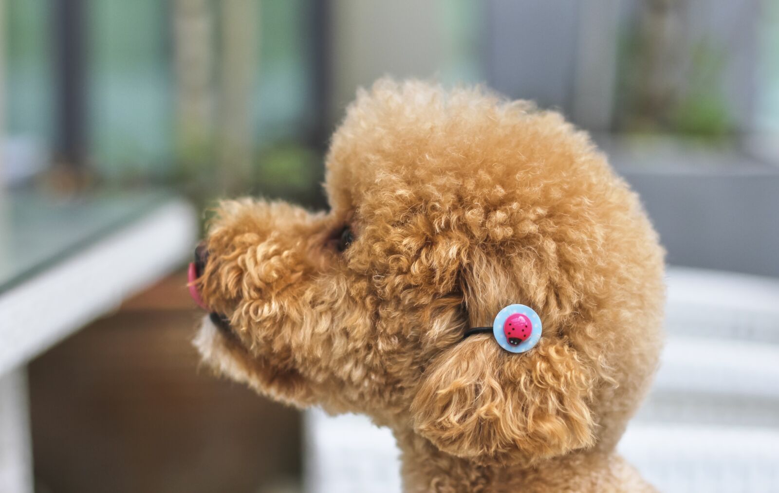 Canon EOS 7D sample photo. Close-up, shot from the photography