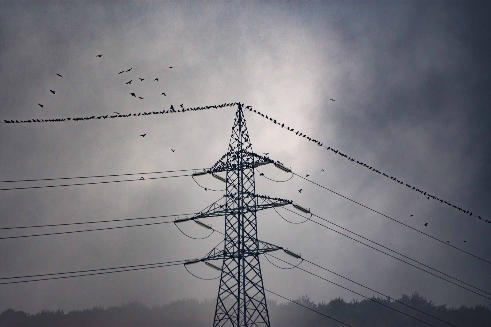 Nikon D7200 sample photo. Birds, weather, clouds photography
