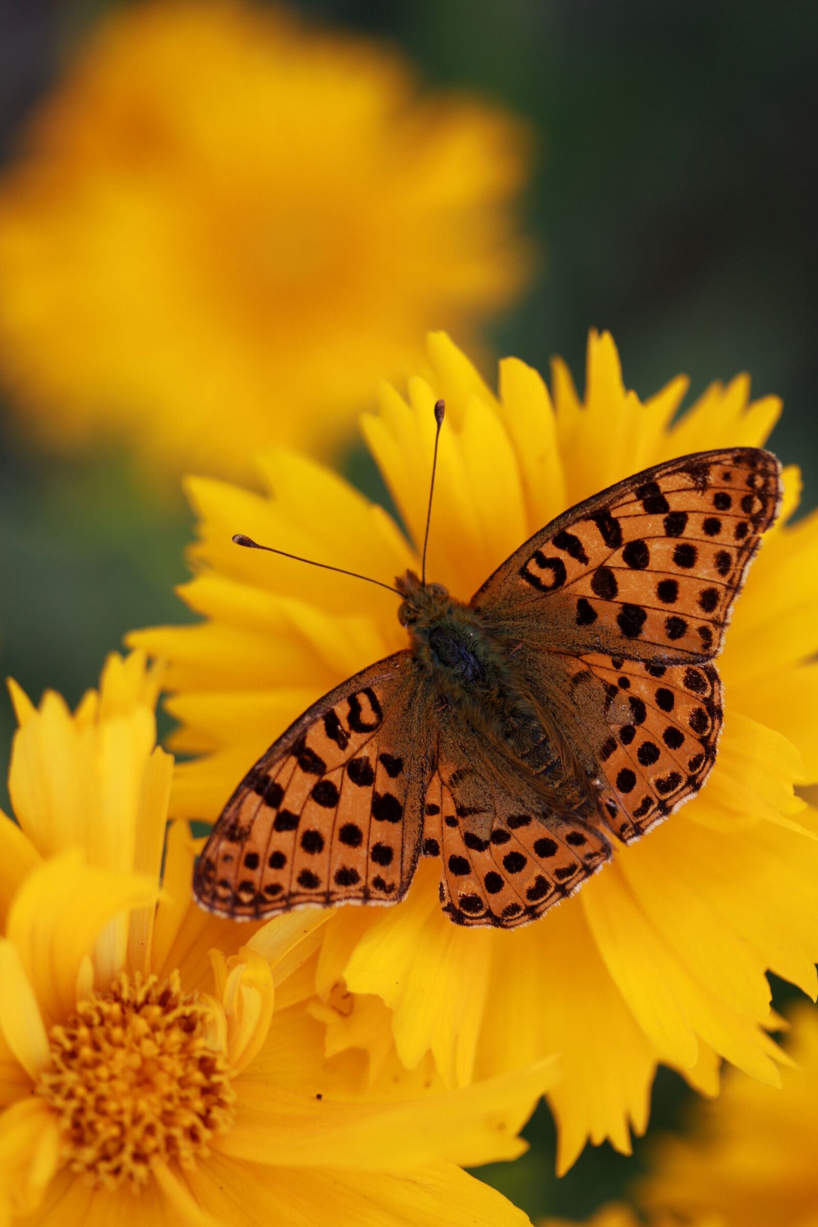 Canon EF-S 60mm F2.8 Macro USM sample photo. Butterfly, flower, yellow photography