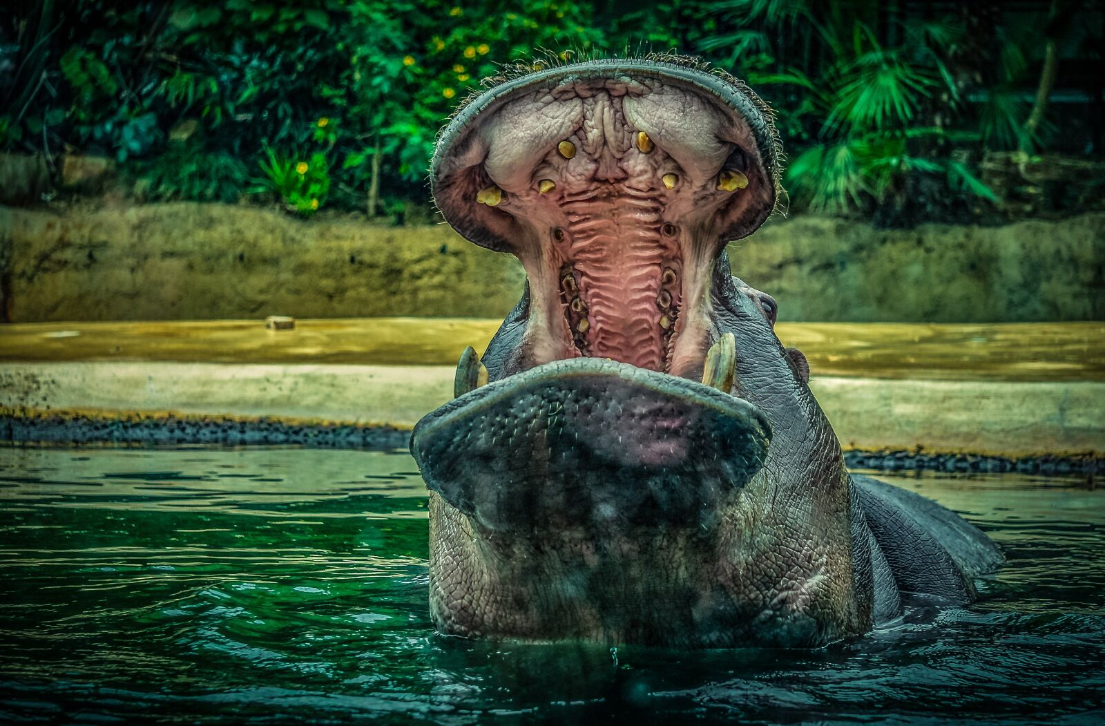 Sony E 55-210mm F4.5-6.3 OSS sample photo. Hippo, hippopotamus, water photography
