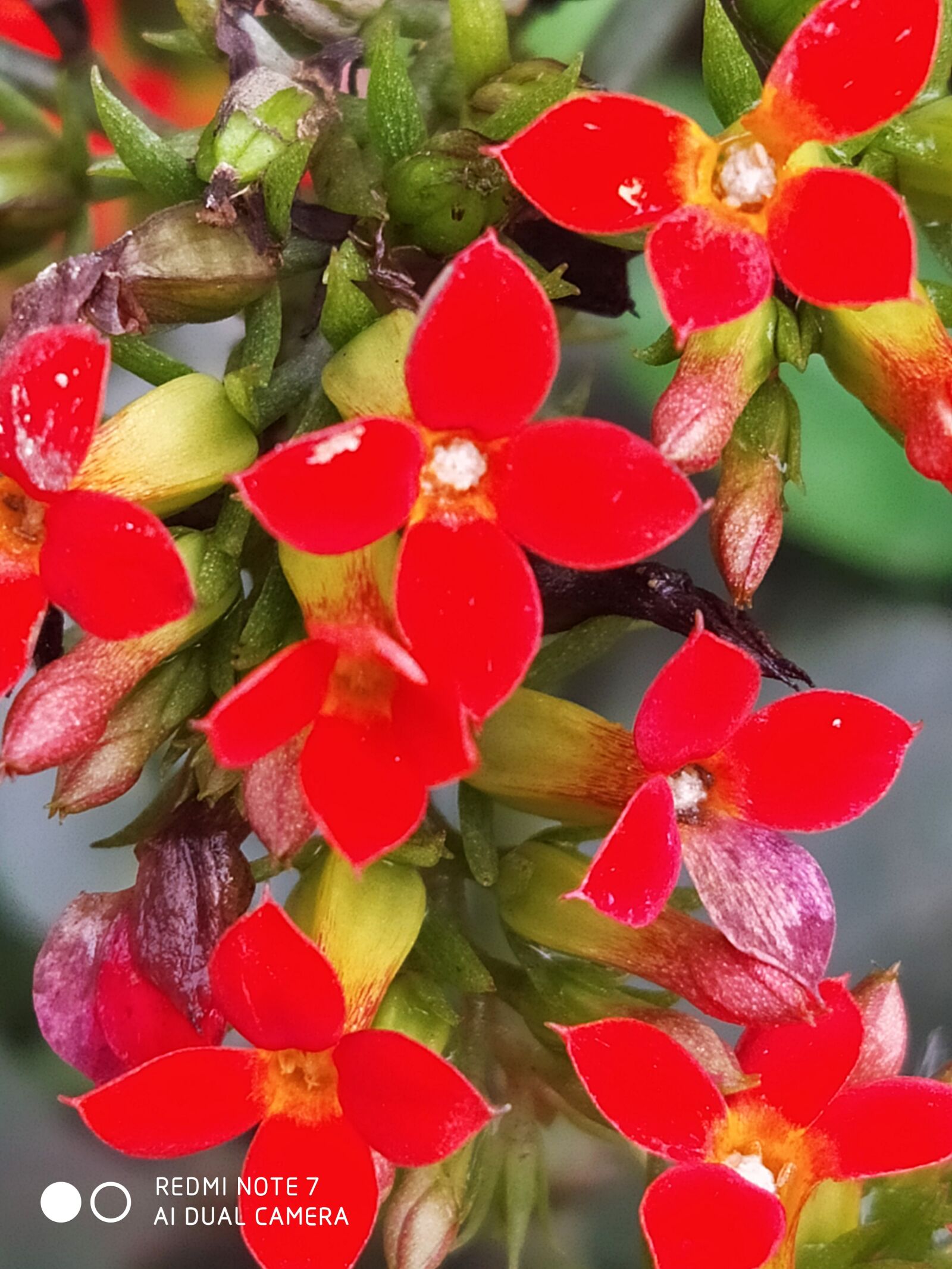 Xiaomi Redmi Note 7 sample photo. Flower red berry, bloom photography