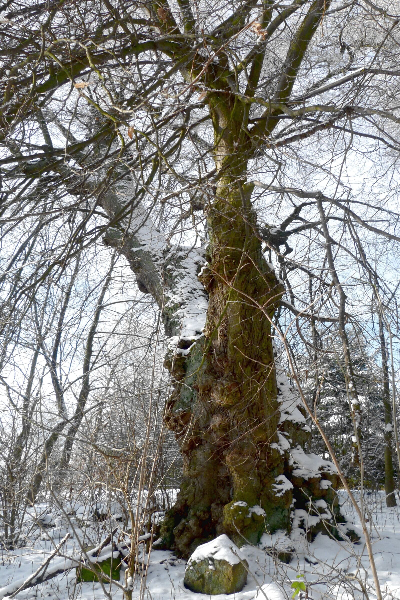 Panasonic Lumix DMC-FZ40 (Lumix DMC-FZ45) sample photo. Lime, winter, stružinec photography