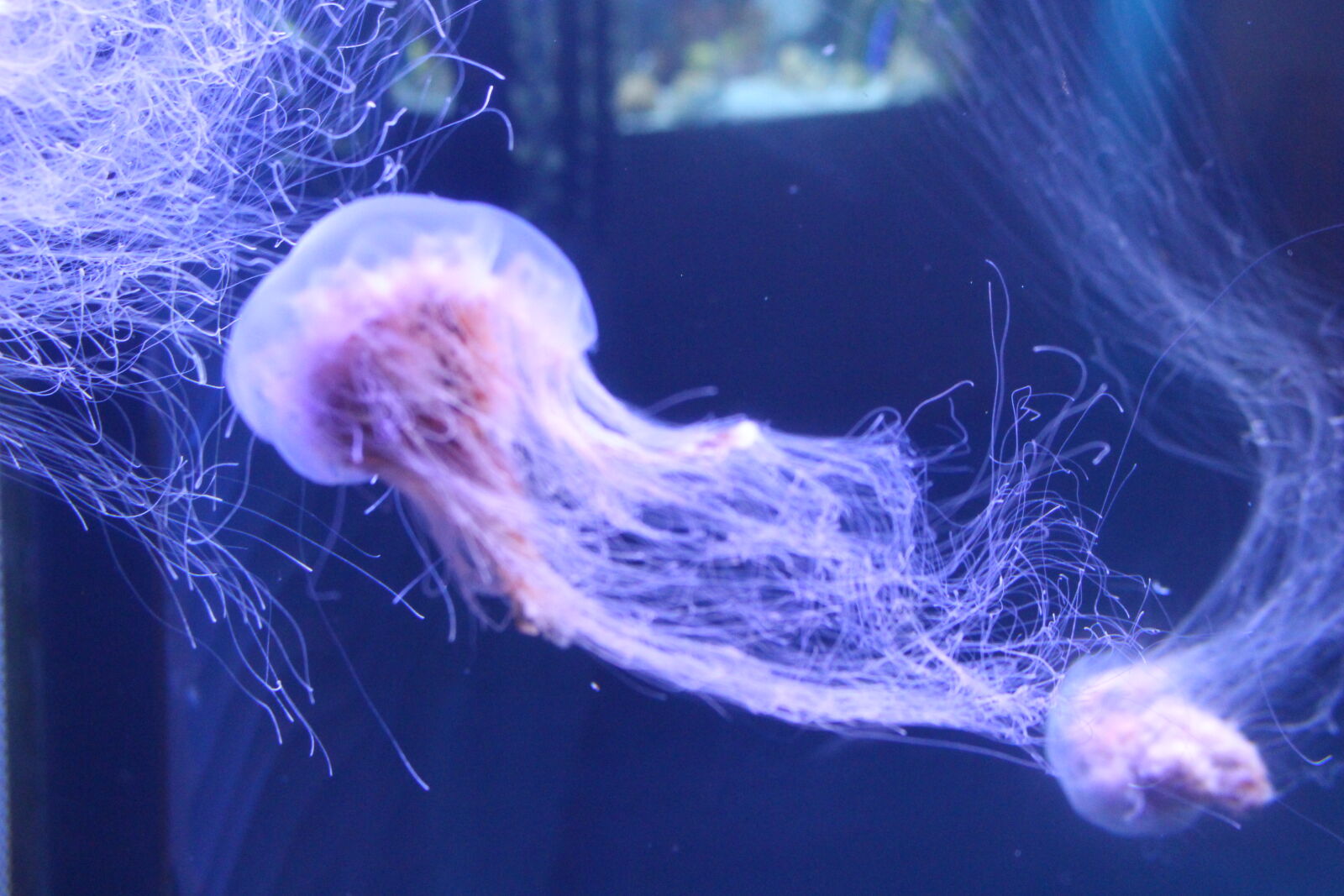 Canon EOS 700D (EOS Rebel T5i / EOS Kiss X7i) sample photo. Colorful, fish, jelly, jellyfish photography