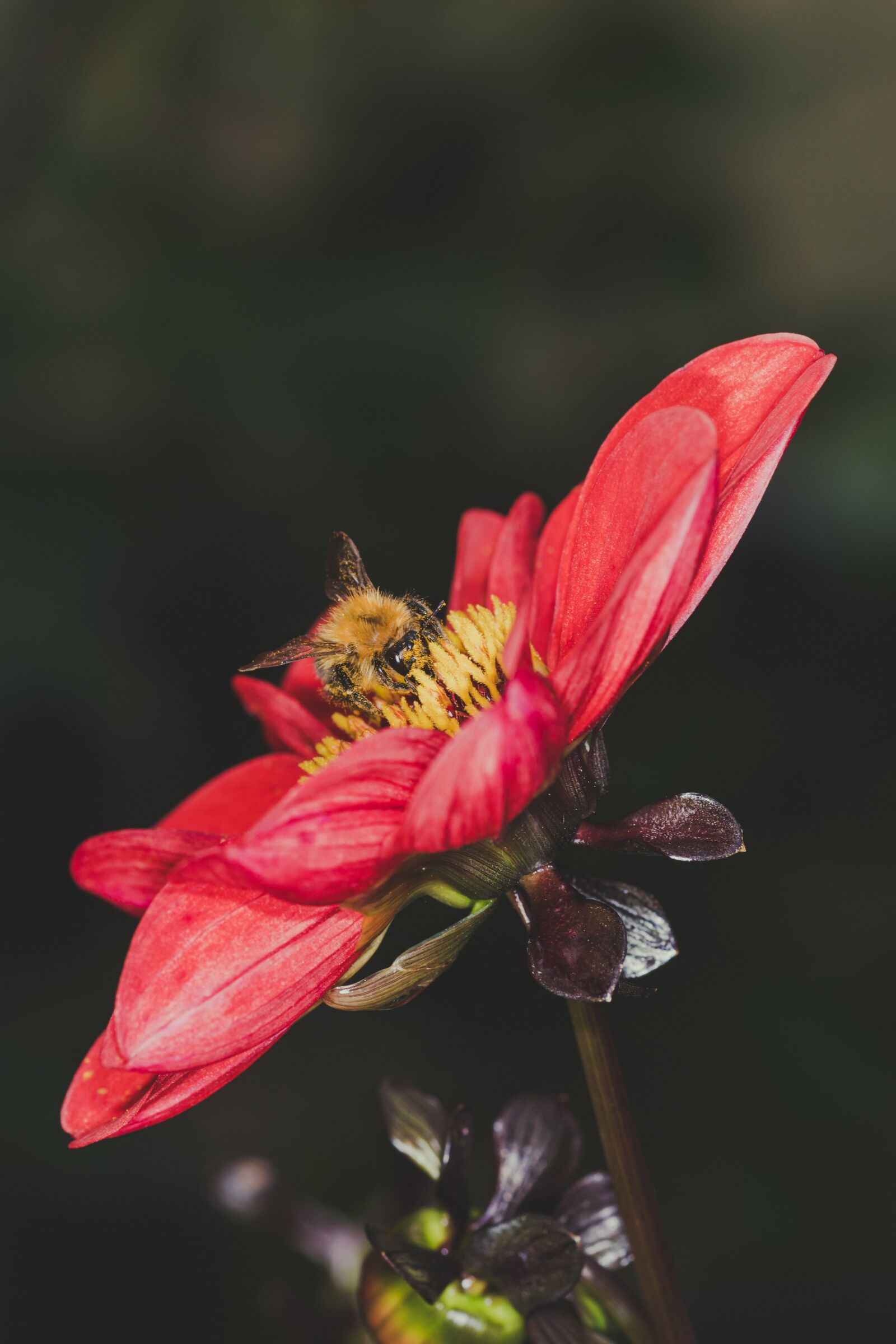 105mm F2.8 sample photo. Flower, bumblebee, close up photography