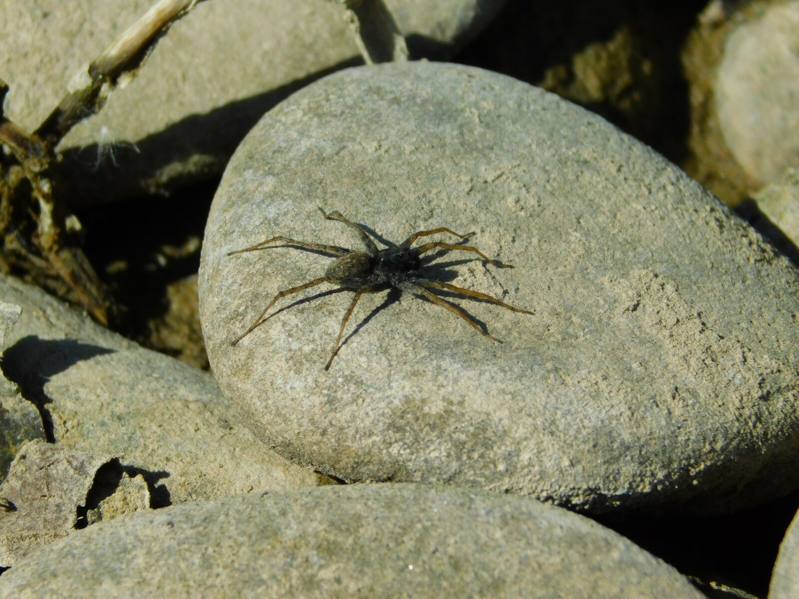 Nikon Coolpix B500 sample photo. Spider, stone, insect photography