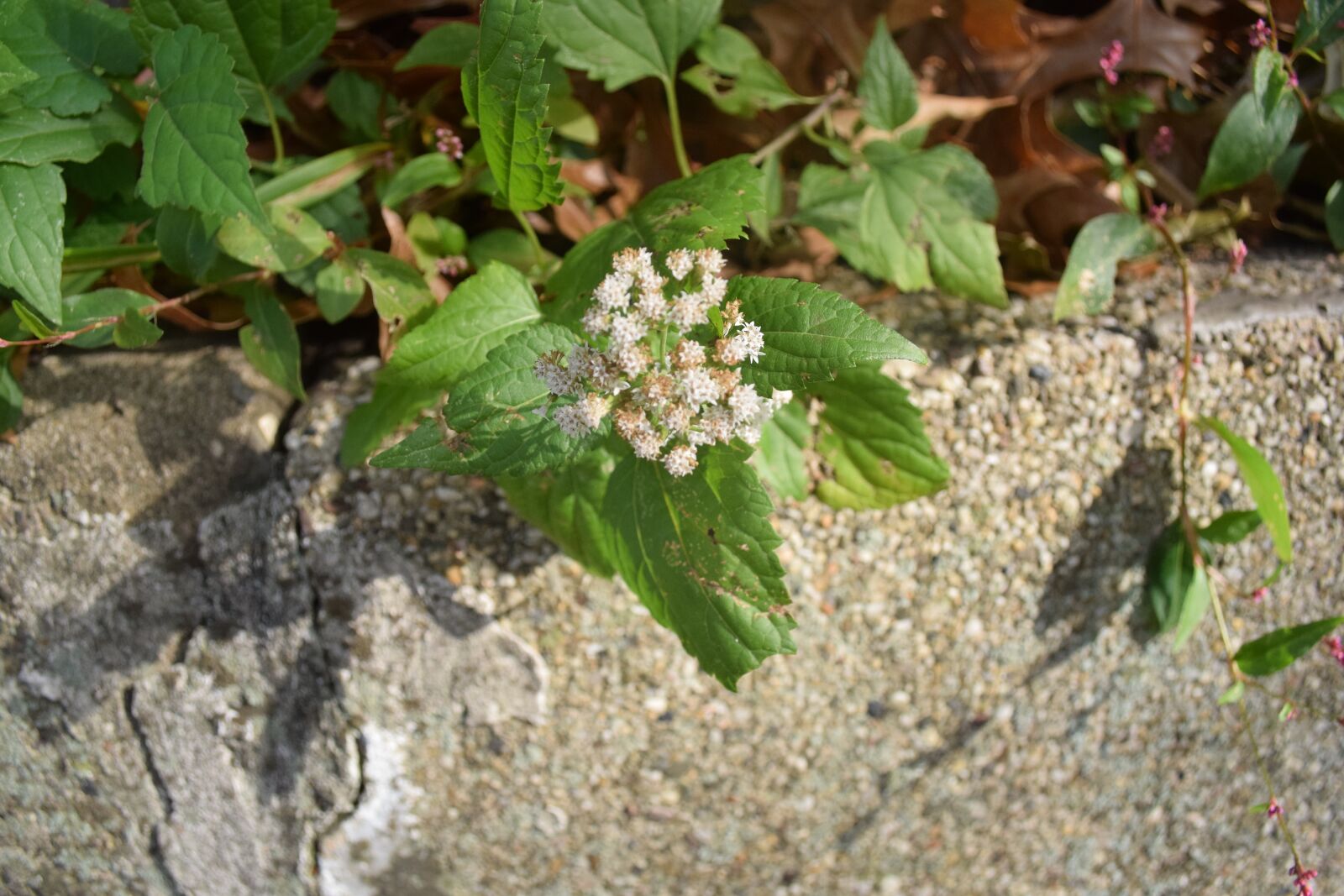 Nikon D3300 sample photo. Flowers, fall, leaves photography