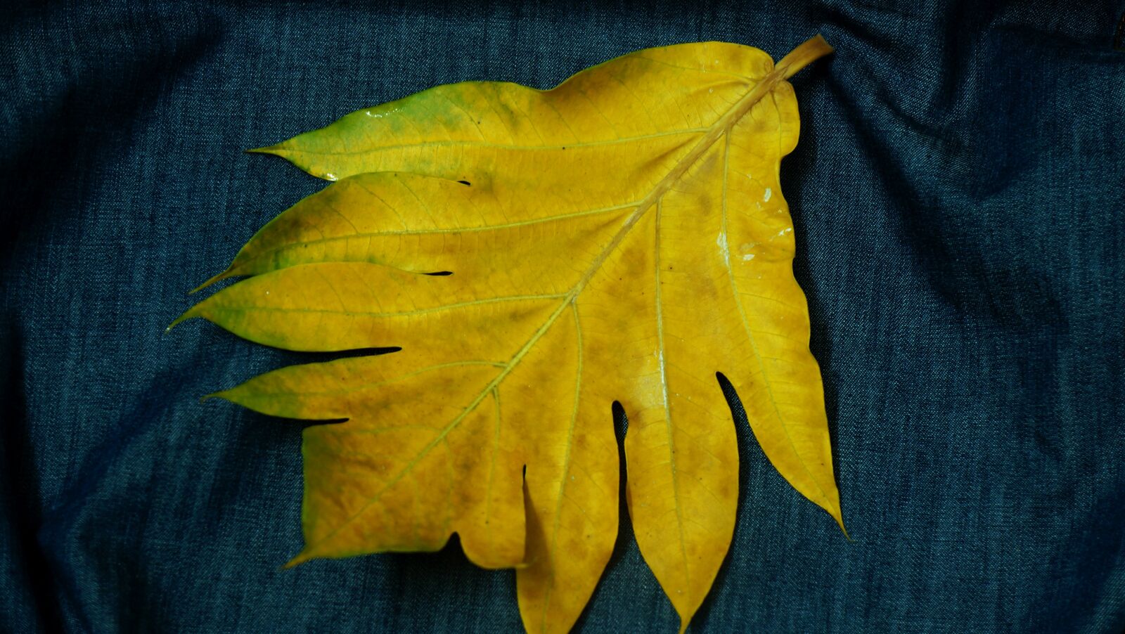 Sony Alpha NEX-F3 + Sony E 18-55mm F3.5-5.6 OSS sample photo. Large leaf, yellow leaves photography