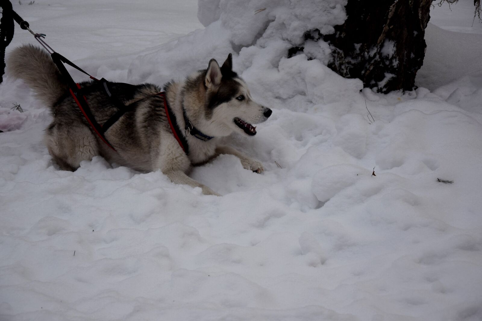 Nikon D5300 sample photo. Dog, snow, winter photography