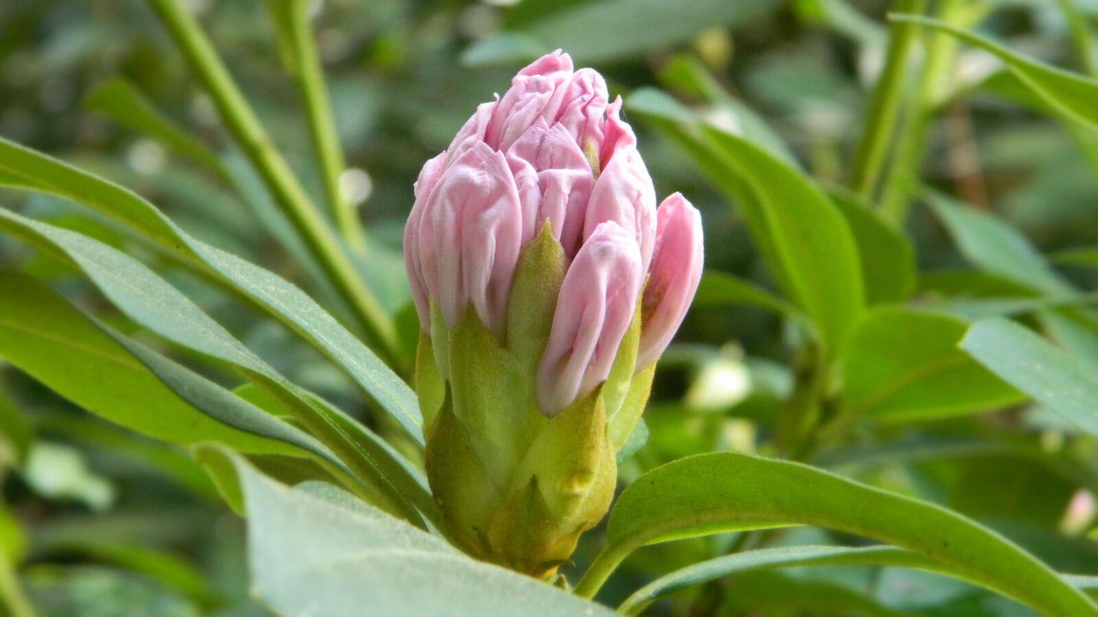 Nikon Coolpix L120 sample photo. Rhododendron, flower, blooming photography