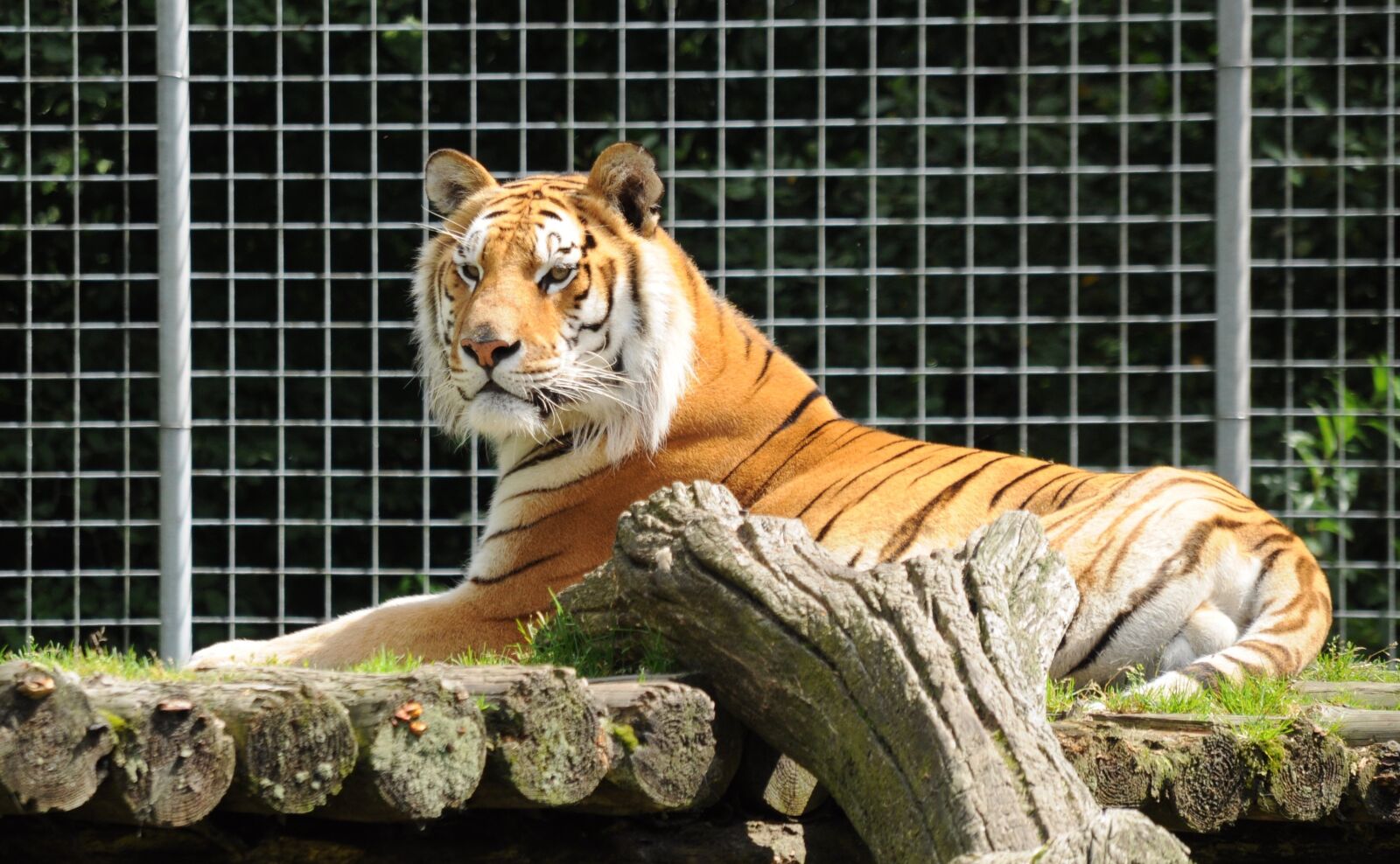 Nikon D5000 sample photo. Zoo cloppenburg th le photography