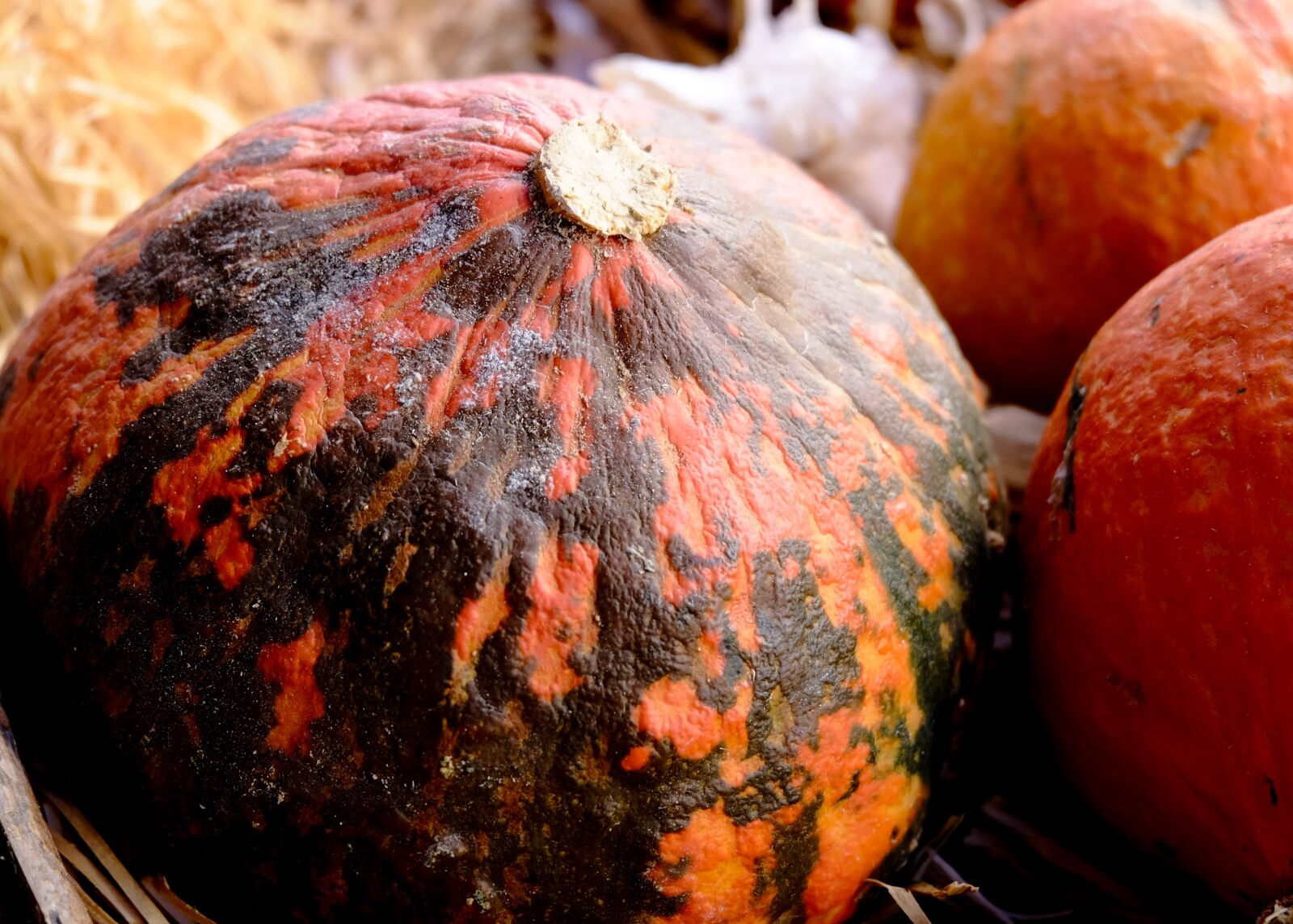 Fujifilm X-M1 sample photo. Food, fall, pumpkin photography