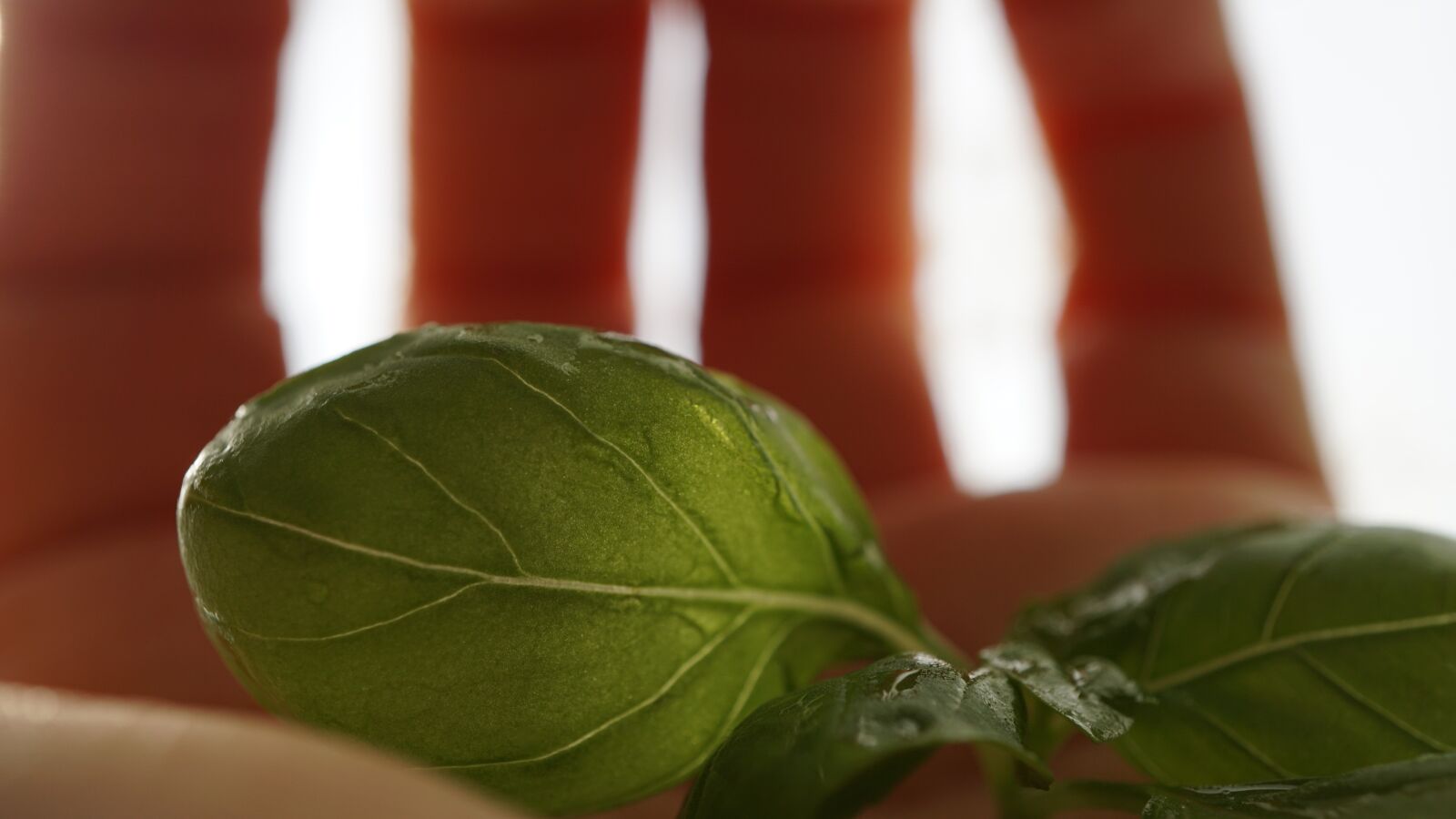 Sony E 30mm F3.5 Macro sample photo. Basil leaves, hand, kitchen photography