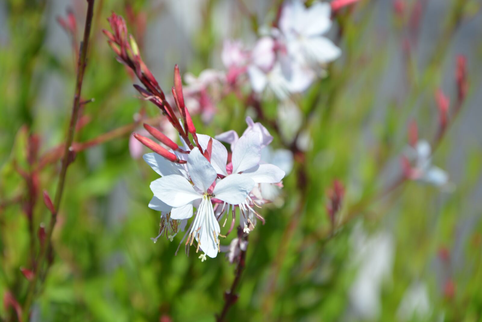 Nikon D5200 sample photo. Flowers, white, nature photography