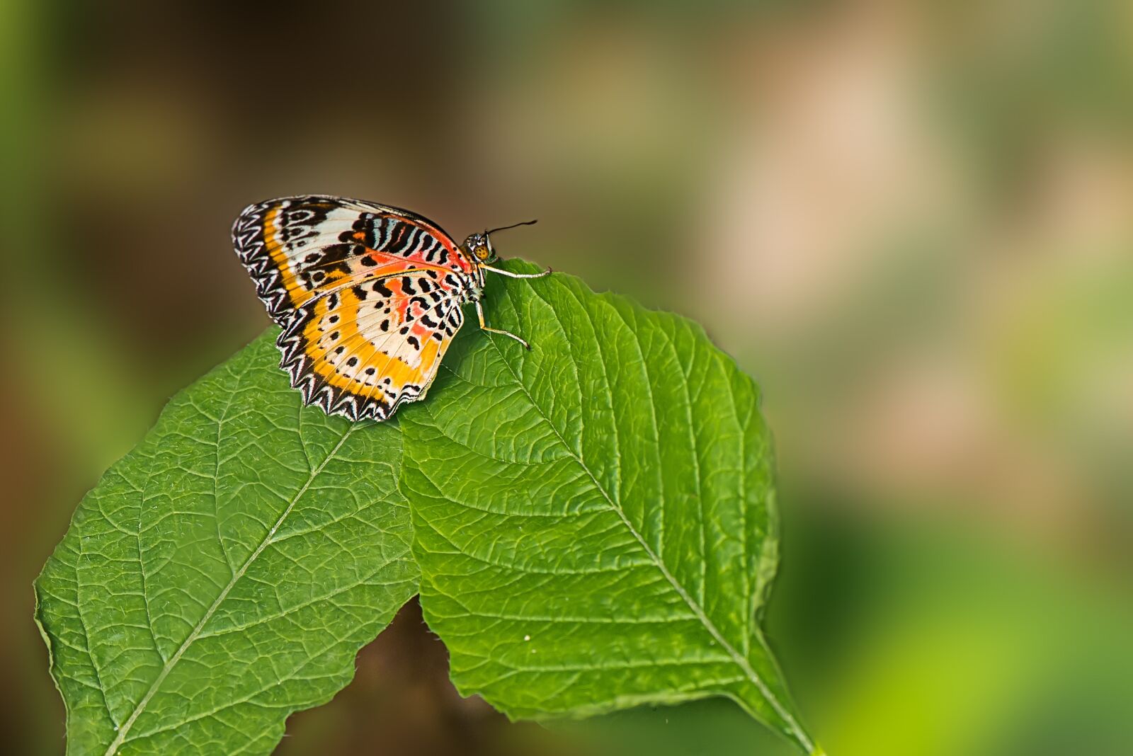Nikon D800 sample photo. Butterfly, cethosia cyane, asia photography