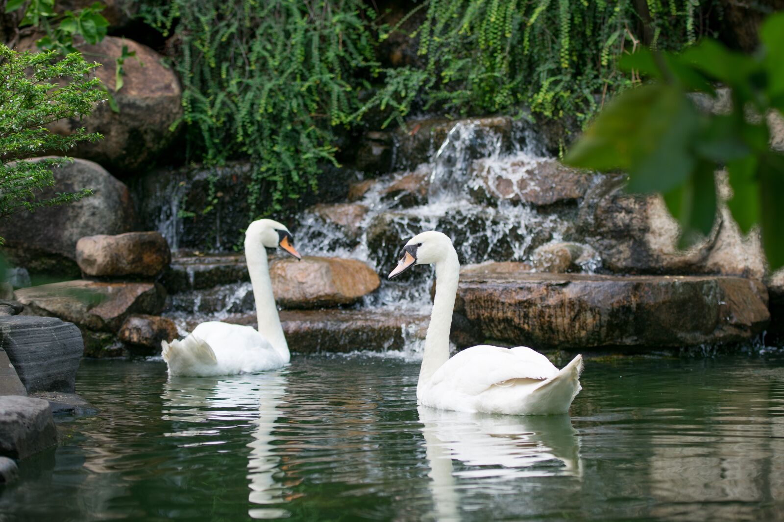 Nikon D3400 sample photo. Swan, bird, water photography
