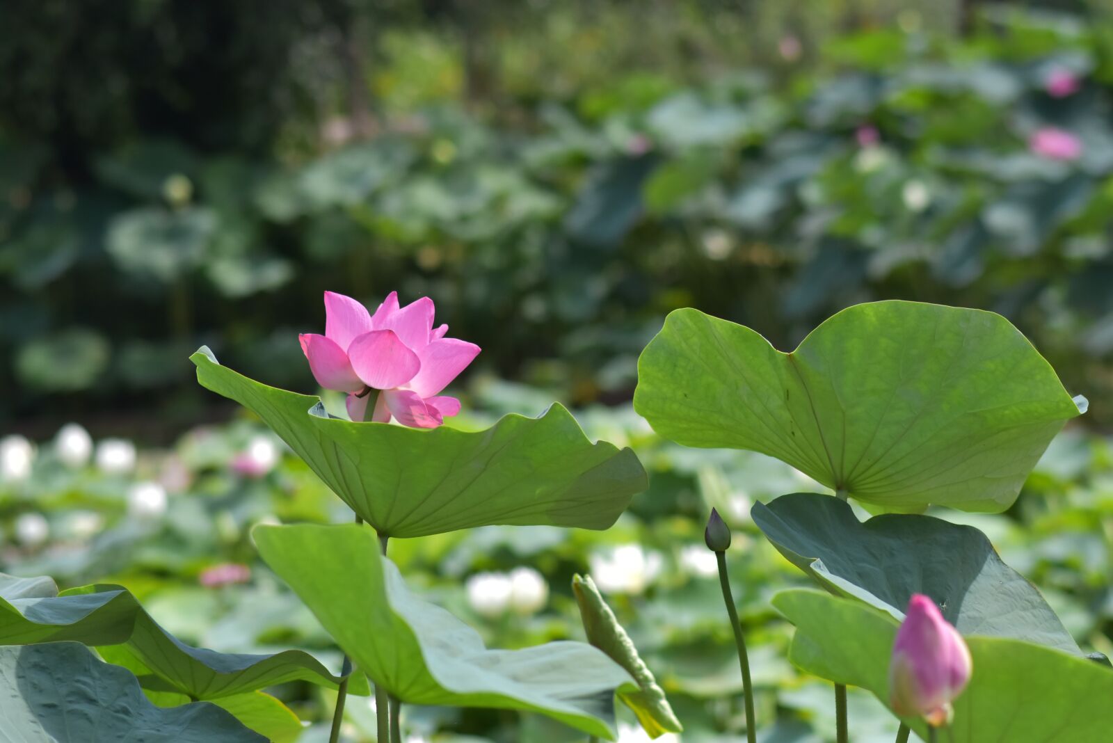 Nikon D7200 sample photo. Flower, lotus plant, lotus photography