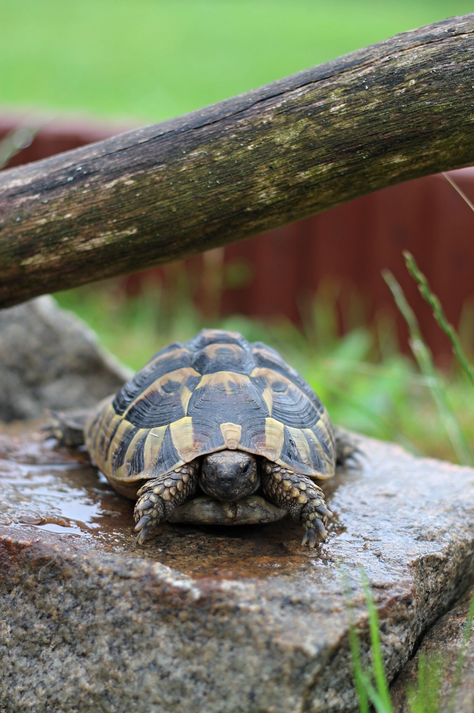 Canon EOS 1100D (EOS Rebel T3 / EOS Kiss X50) + Canon EF 50mm F1.8 II sample photo. Turtle, reptile, animal photography