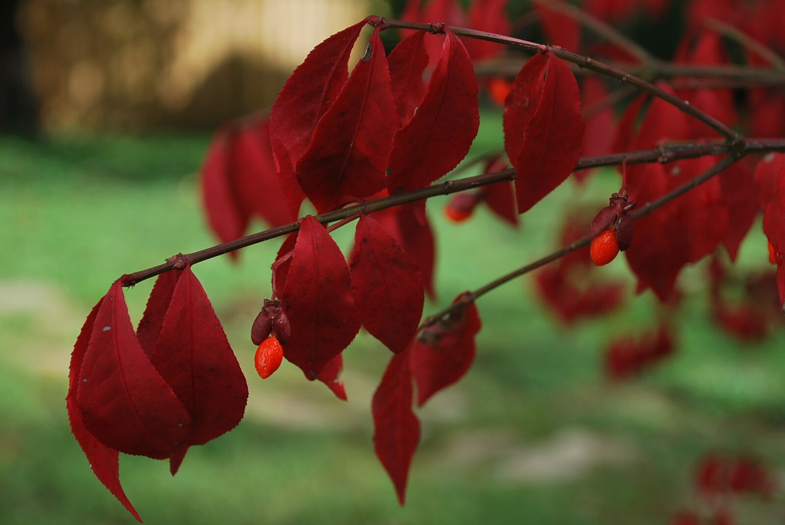 Nikon D60 sample photo. Burning bush, fall, red photography