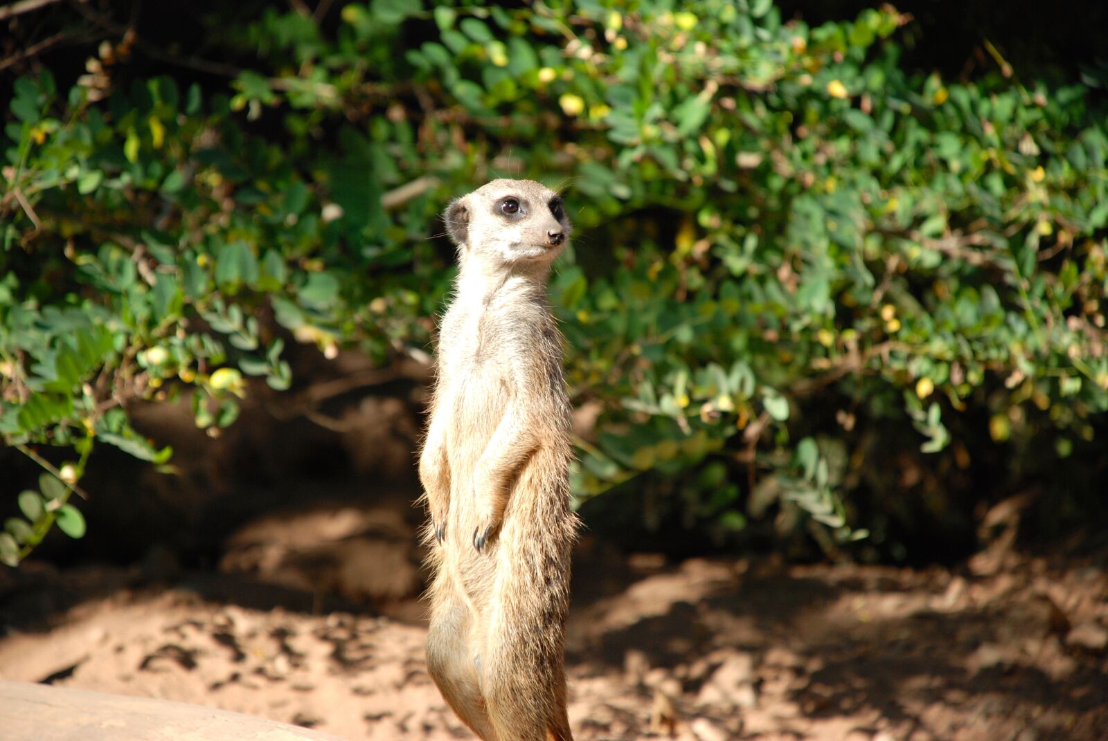 Nikon D80 sample photo. Meerkat, cute, animal photography