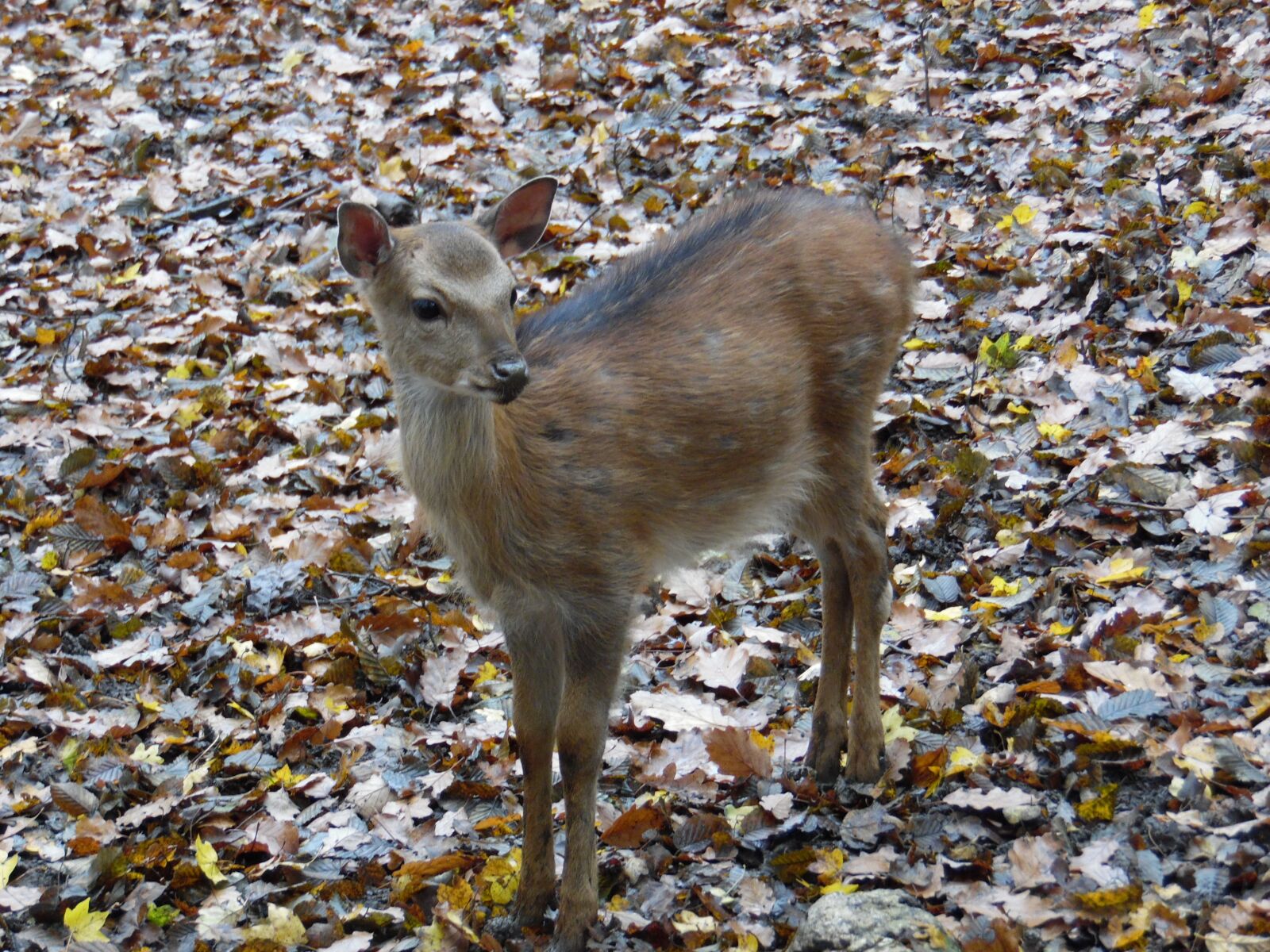 Samsung WB1100F/WB1101F/WB1102F sample photo. Deer, bambi, roe photography
