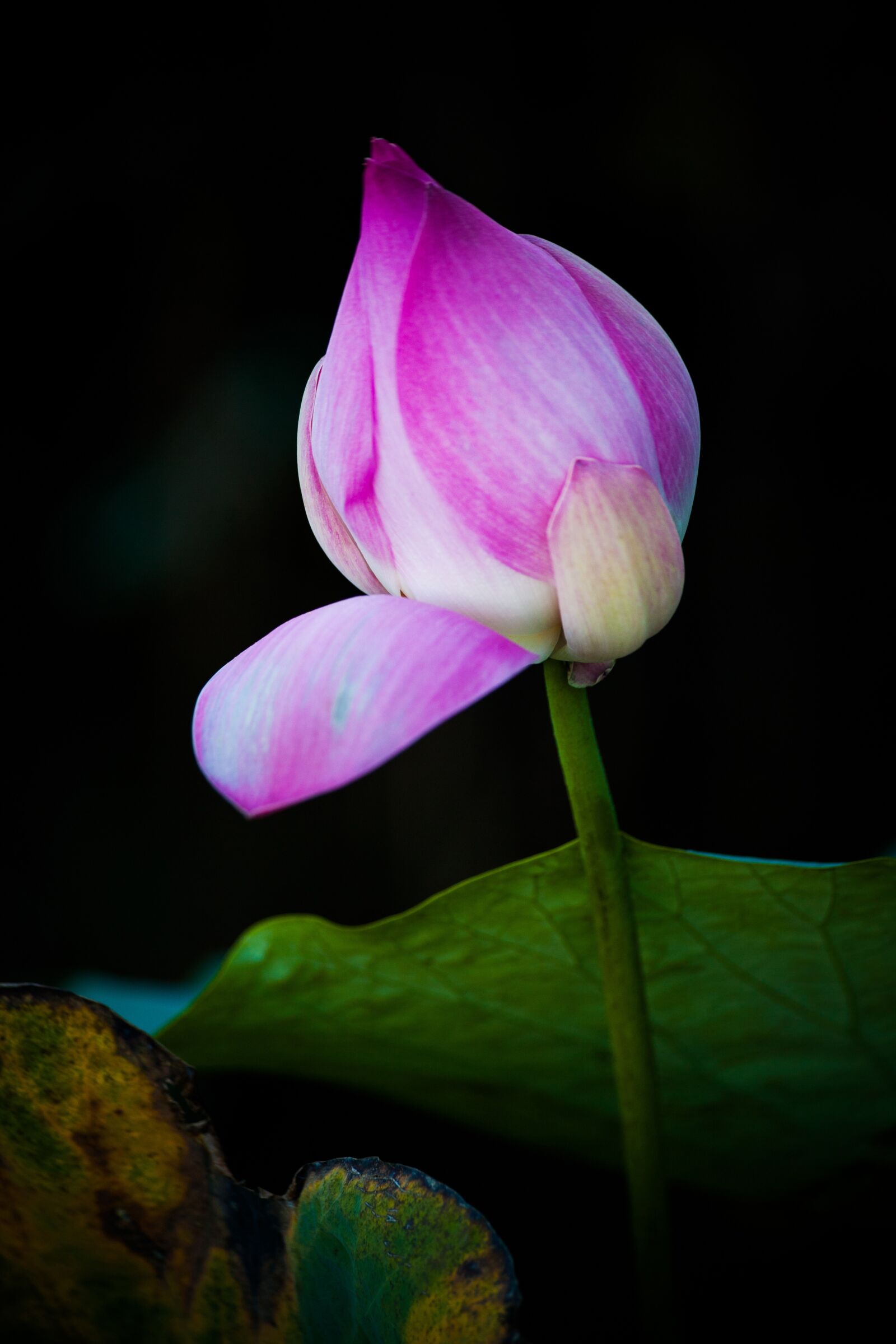 Canon EOS 5D + Canon EF 70-300mm F4-5.6 IS USM sample photo. Lotuts, flower, vietnam photography