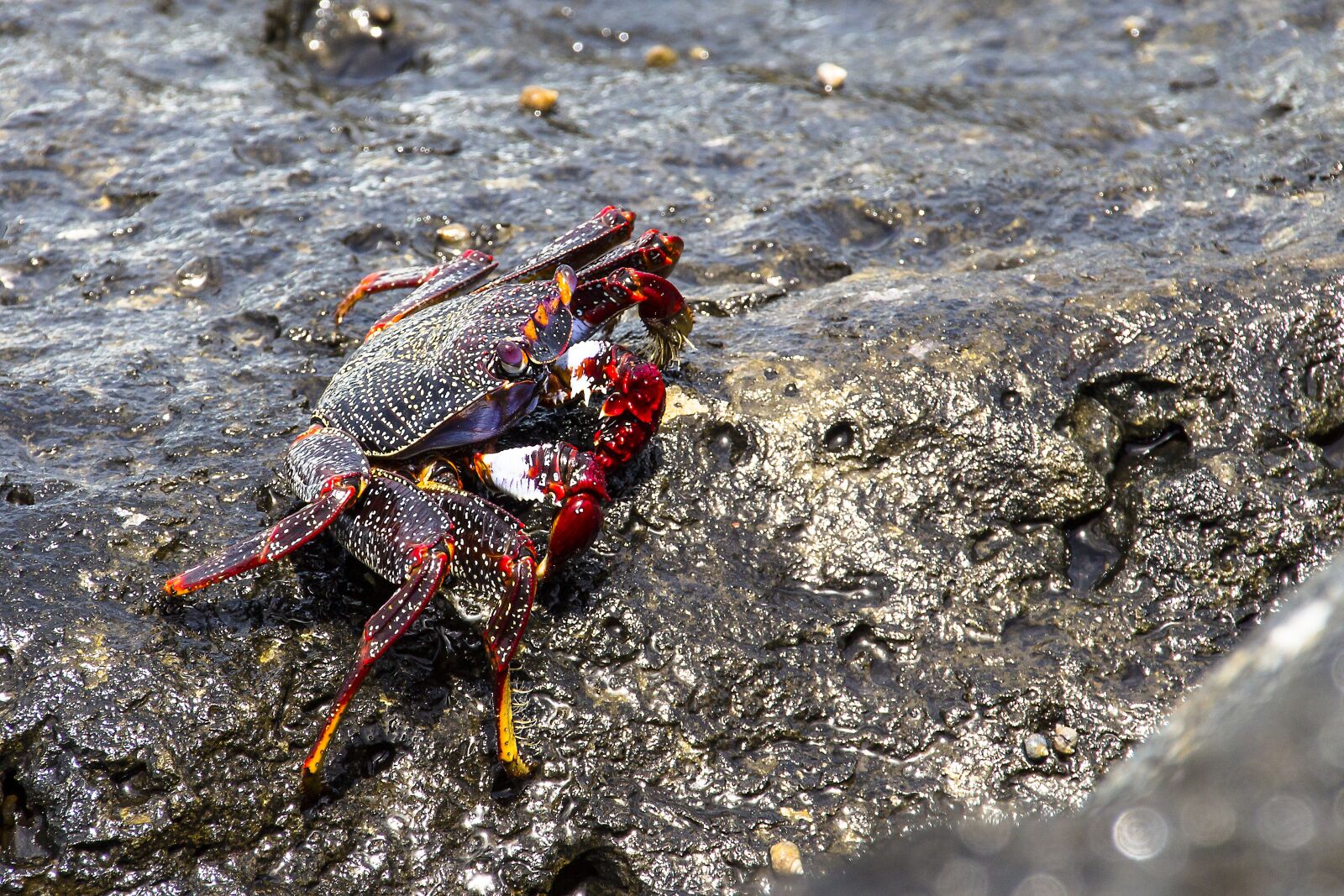 Canon EOS 700D (EOS Rebel T5i / EOS Kiss X7i) sample photo. Red cliff crab, crab photography