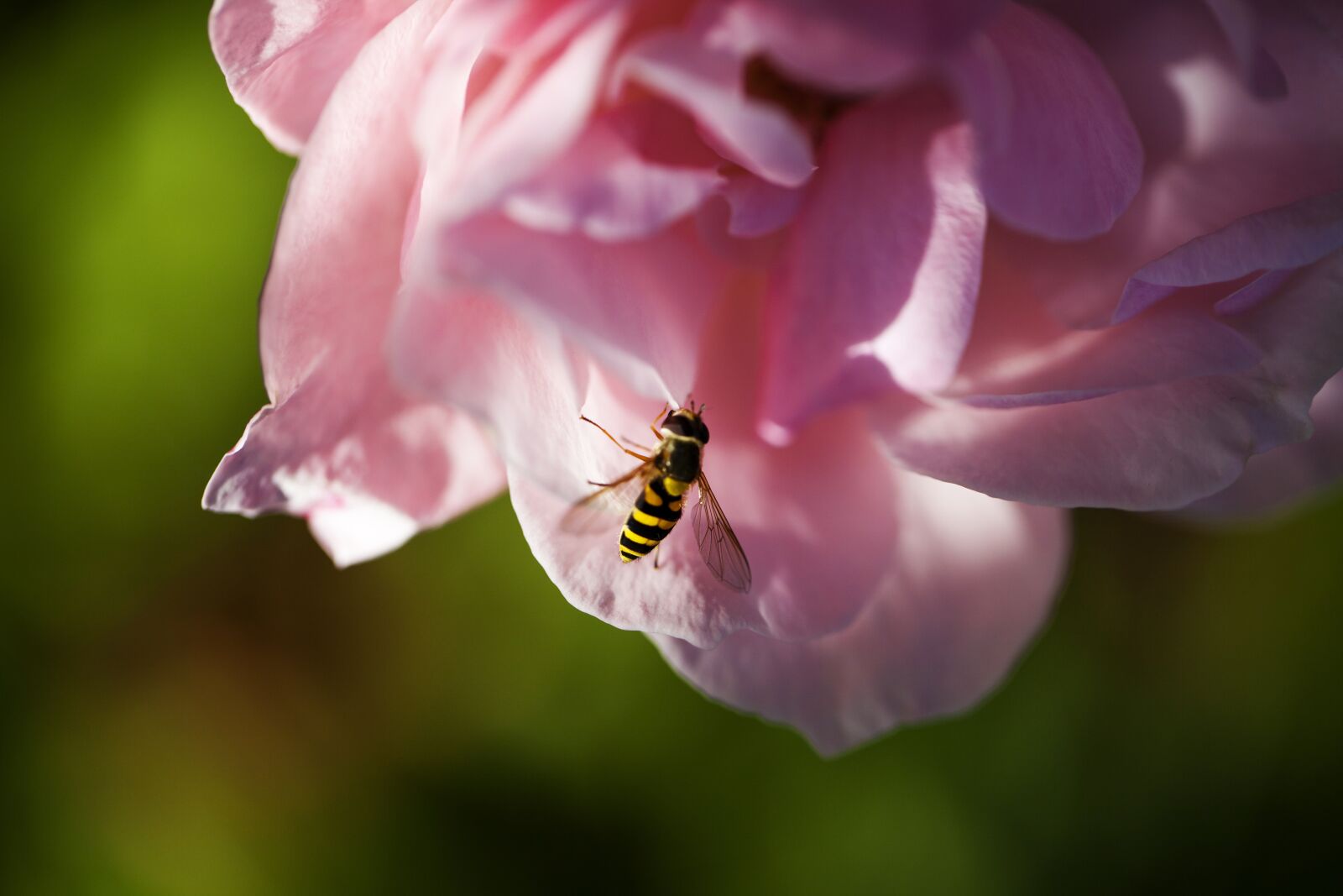 Canon EOS 5D Mark II sample photo. Rose, pink, flower photography
