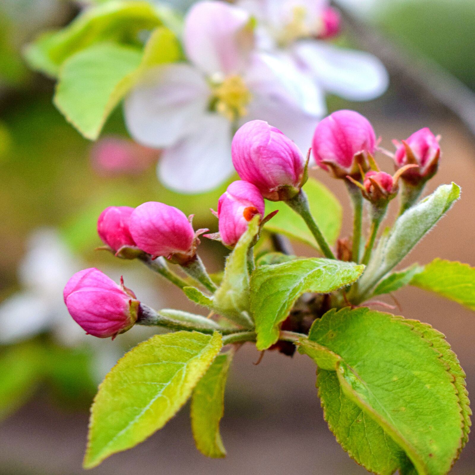 Nikon D5300 sample photo. Spring, nature, blossom photography