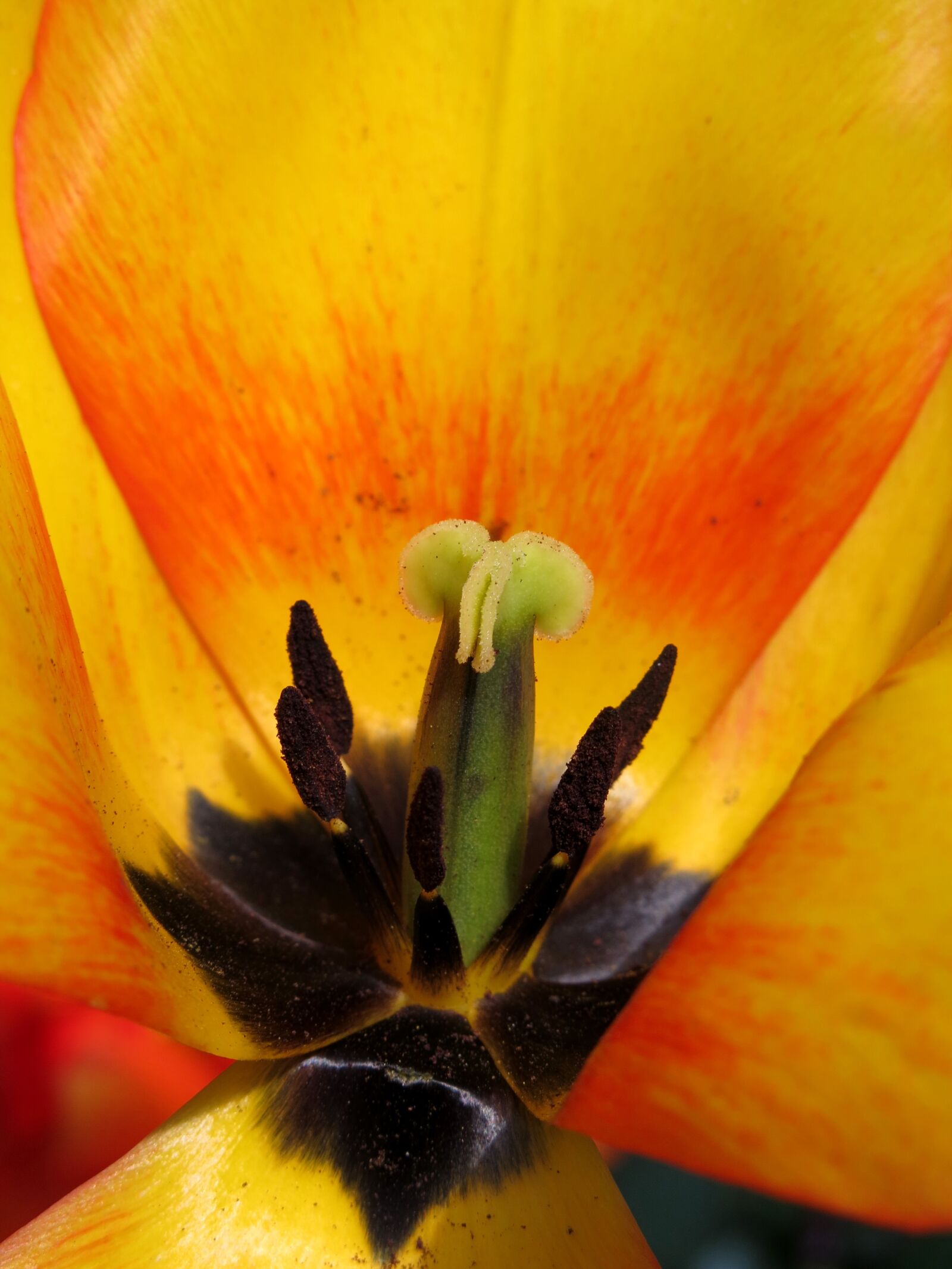 Canon PowerShot G15 sample photo. Tulip, blossom, bloom photography