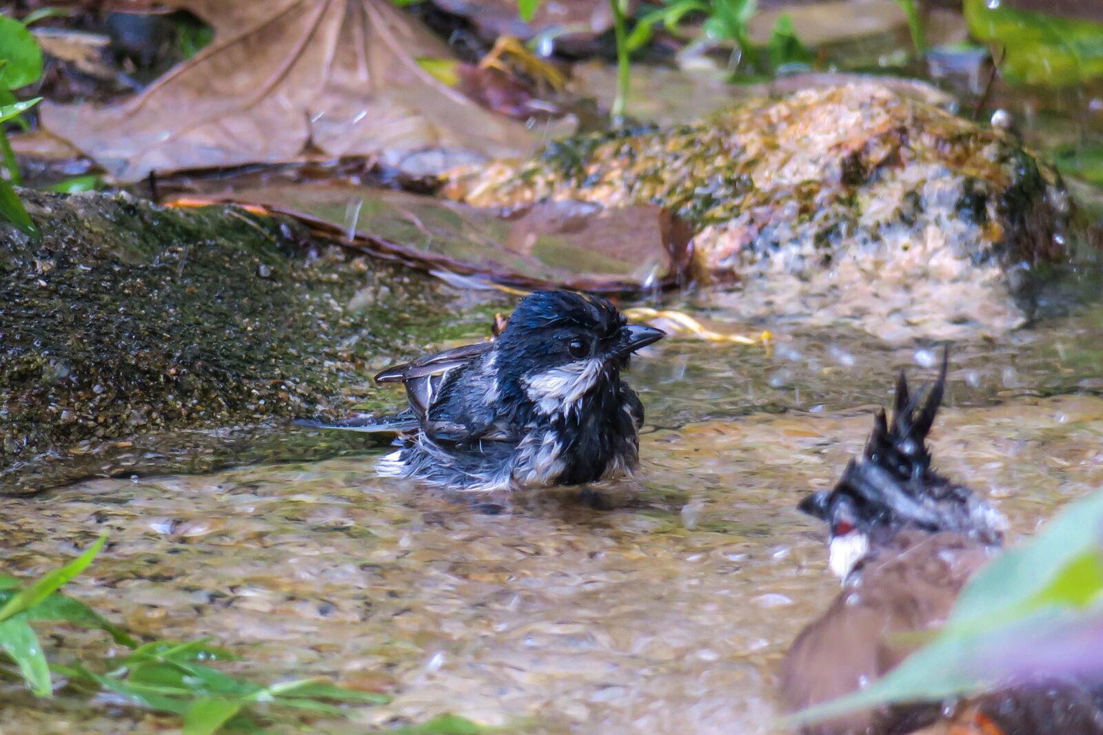 Canon PowerShot G3 X sample photo. 苍背山雀, nature, bird photography