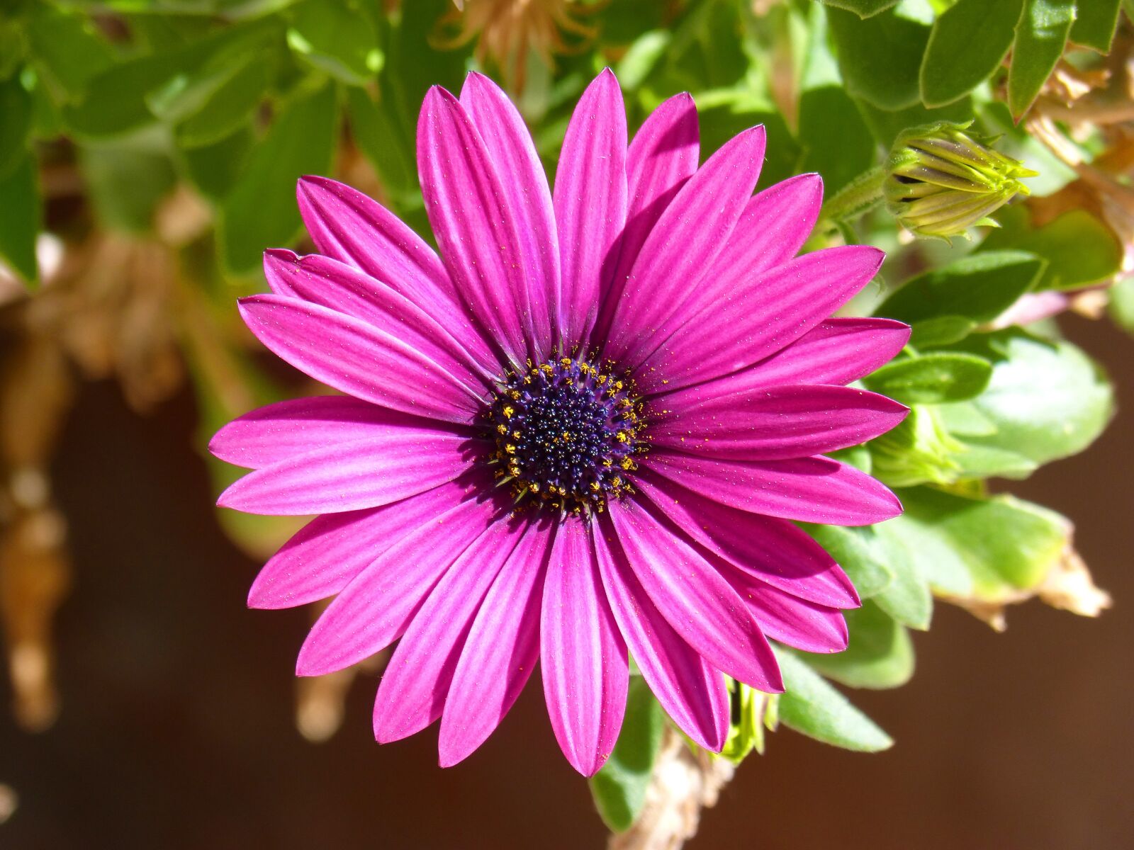 Panasonic DMC-FZ62 sample photo. Flower, purple, purple flower photography