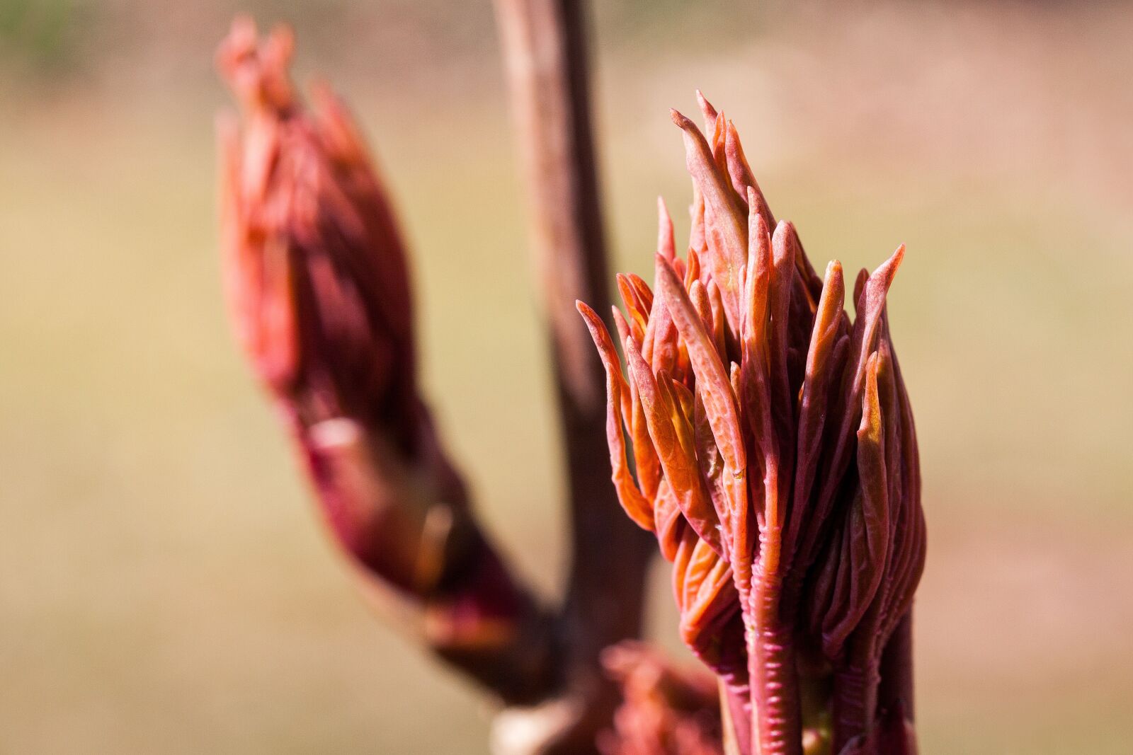 Canon EOS 50D sample photo. Peony, leaf bud, flower photography