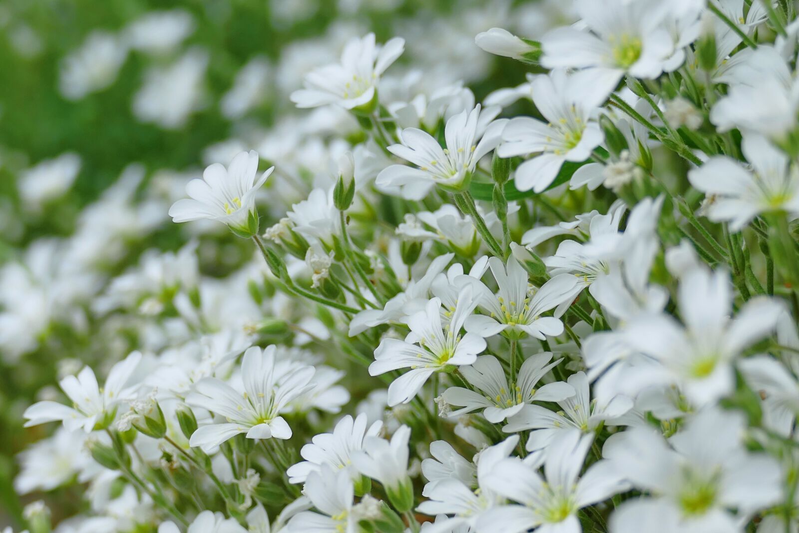 Panasonic Lumix DMC-FZ1000 sample photo. Cerastium tomentosum, white, flowers photography