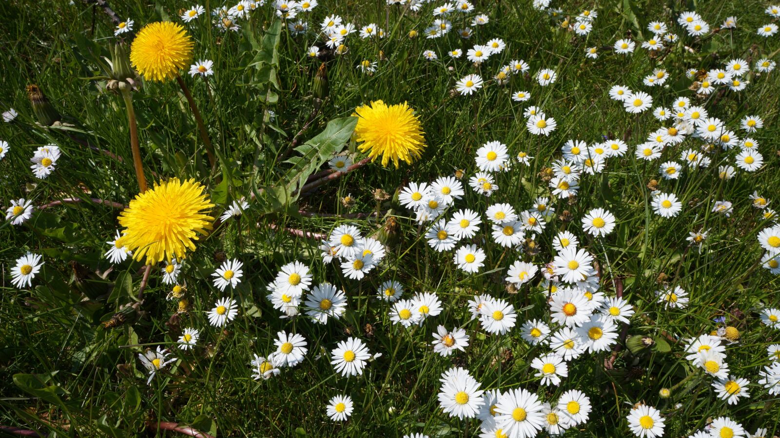 Sony Alpha a3000 + Sony E 18-55mm F3.5-5.6 OSS sample photo. Daisy, dandelion, spring photography
