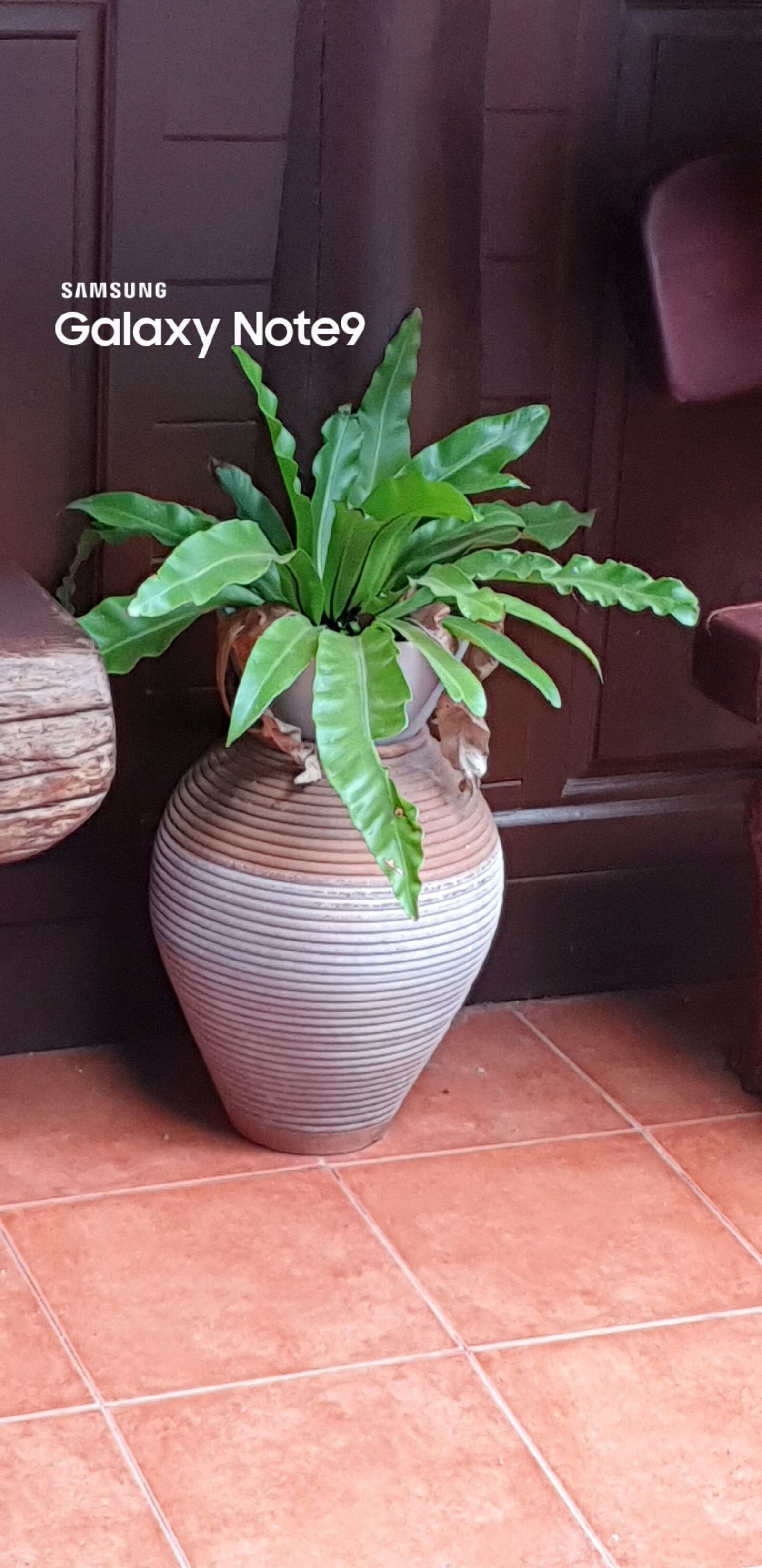 Samsung Galaxy Note9 sample photo. Tree, flower pot, nature photography