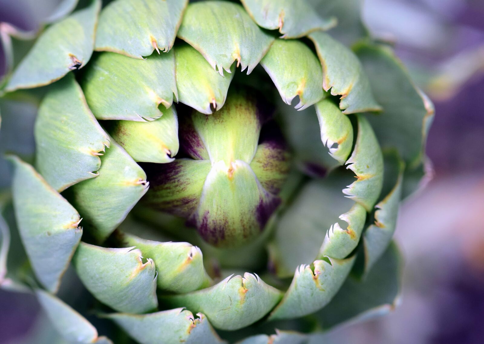 Nikon D3300 sample photo. Nature, food, flora, vegetable photography