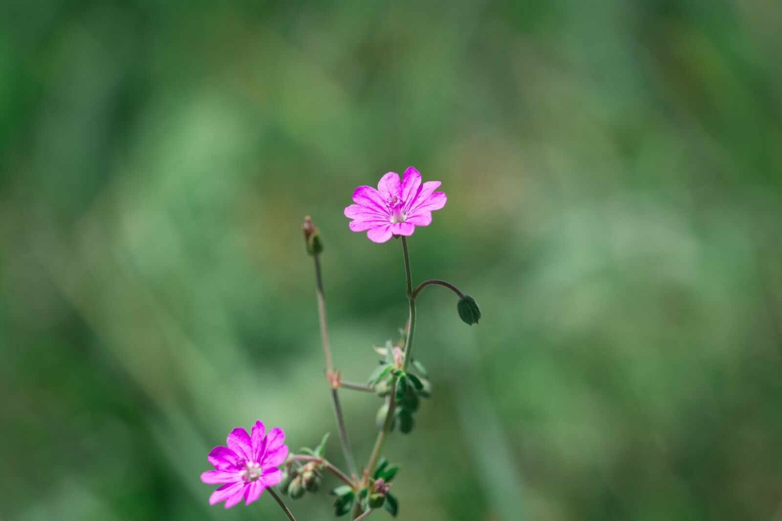 Nikon D7100 sample photo. Pyr n es-storchschnabel, geranium photography