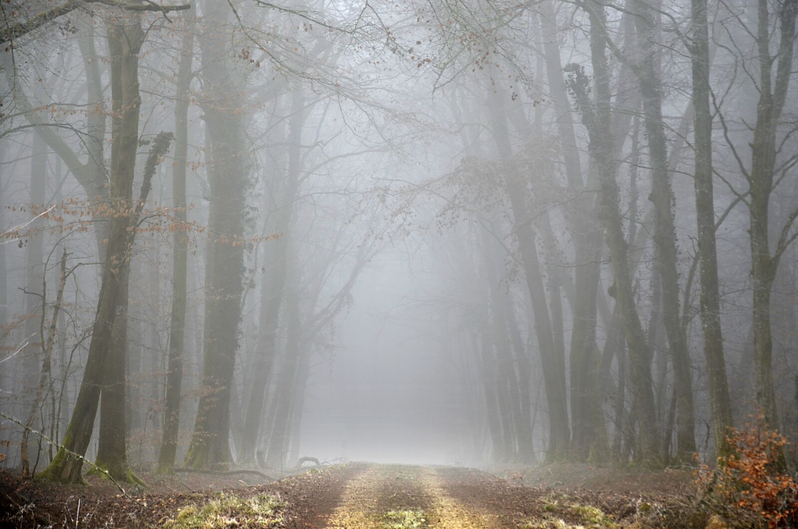 Nikon D5100 sample photo. Path, forest, winter photography