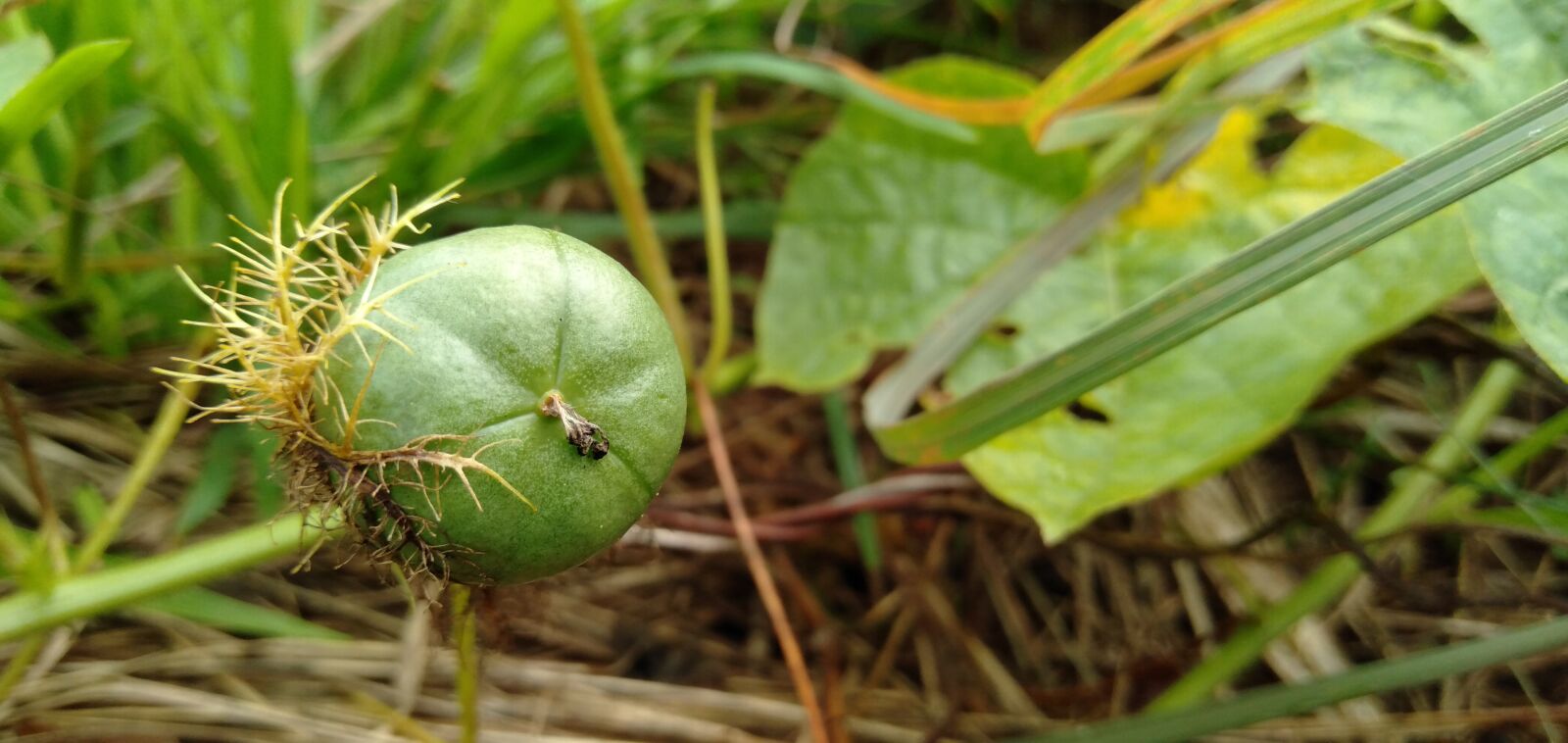 OPPO A3S sample photo. Fruit, wild, vitamins photography