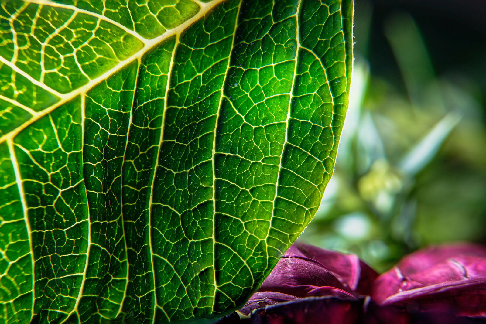 Nikon D7200 sample photo. Leaf, veins, leaves photography